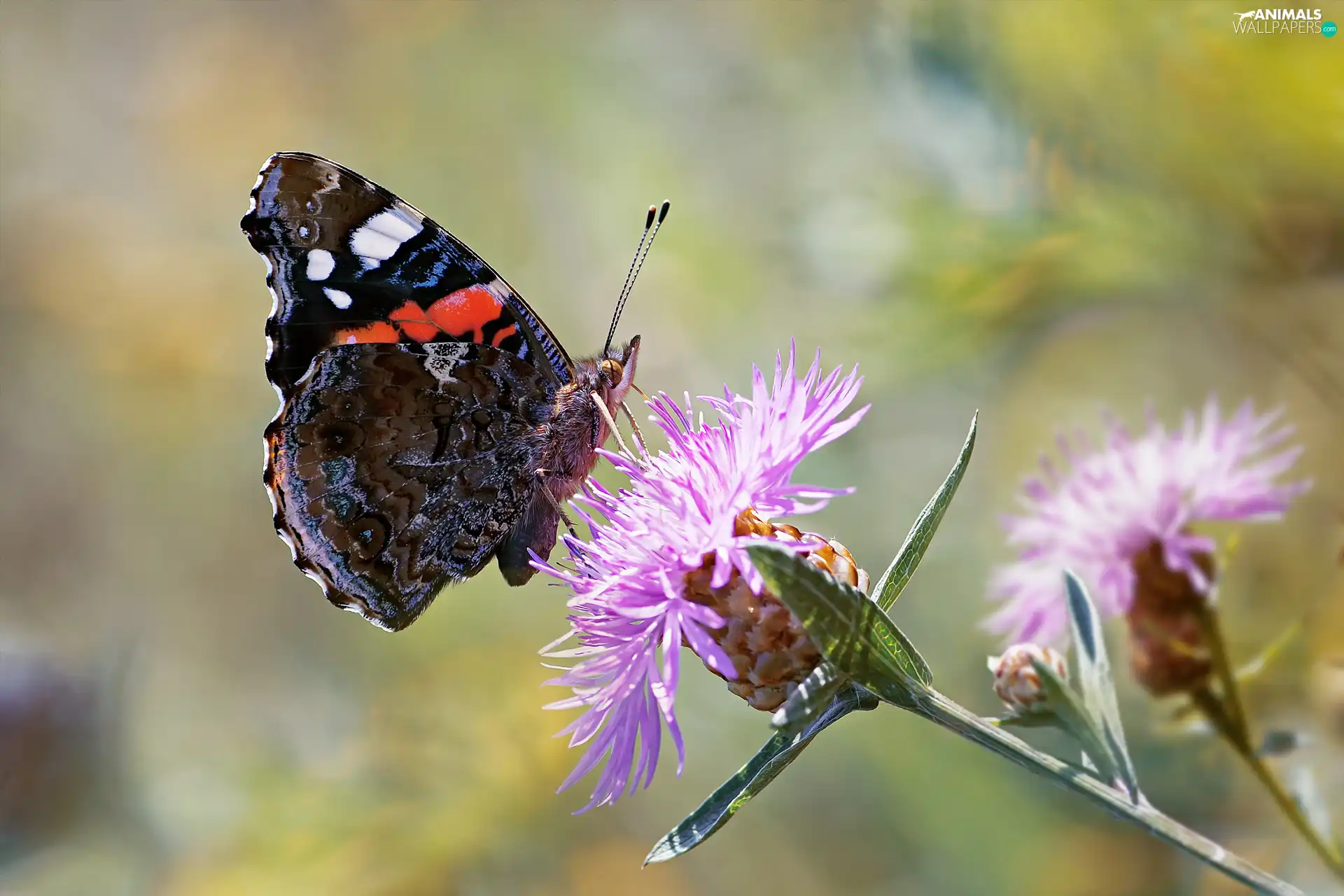fuzzy, background, Mermaid Admiral, Flowers, butterfly