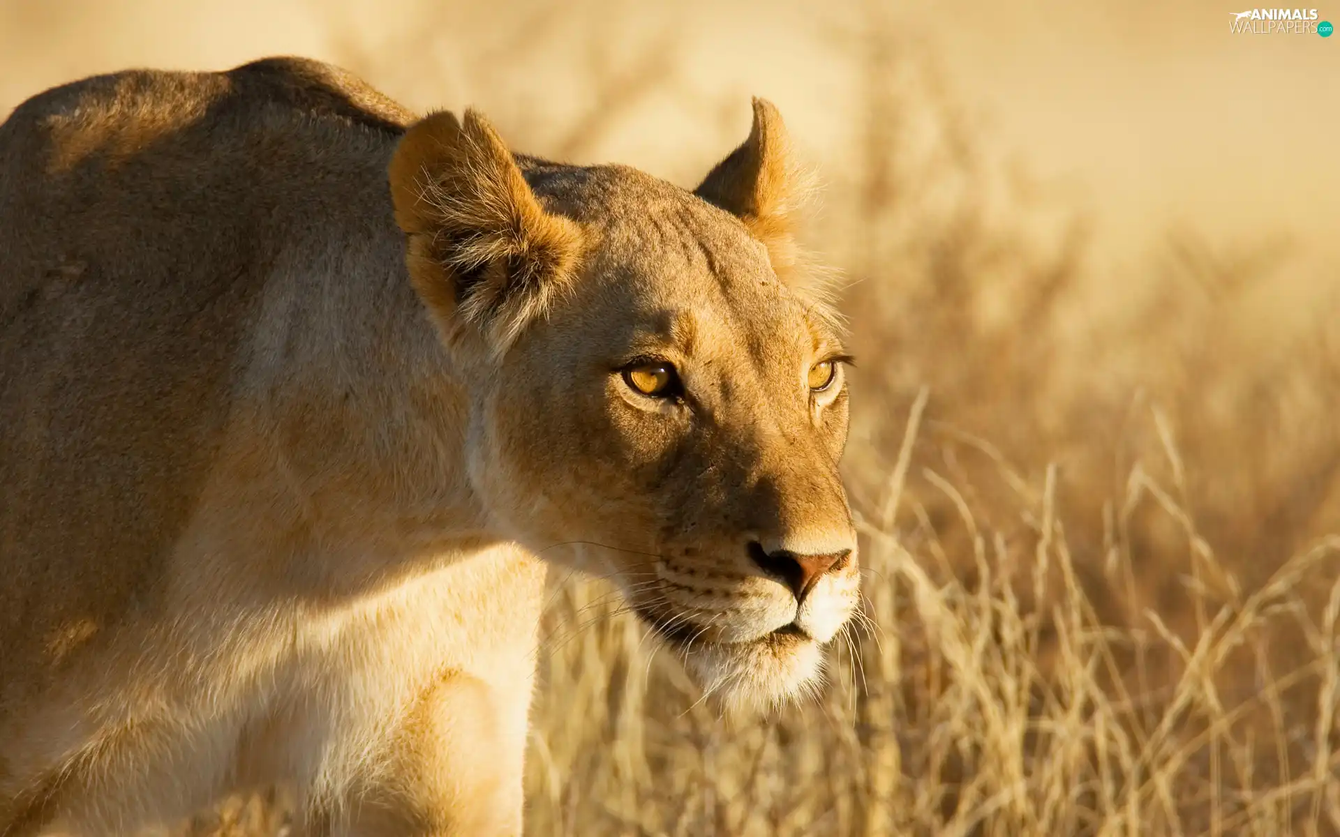 Lioness, Africa