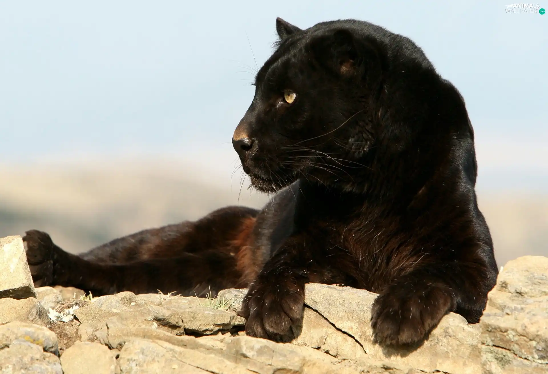 Africa, black, Panther