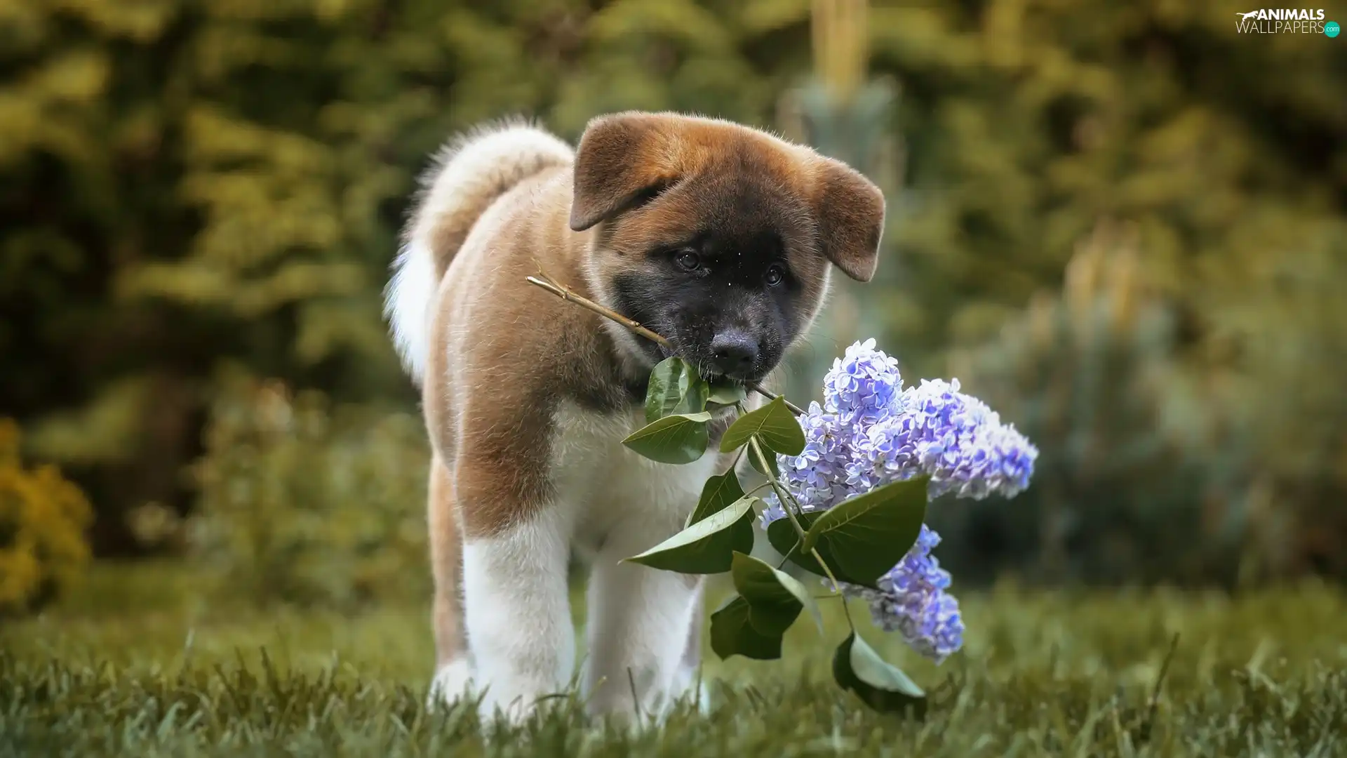 dog, American akita, without, Puppy