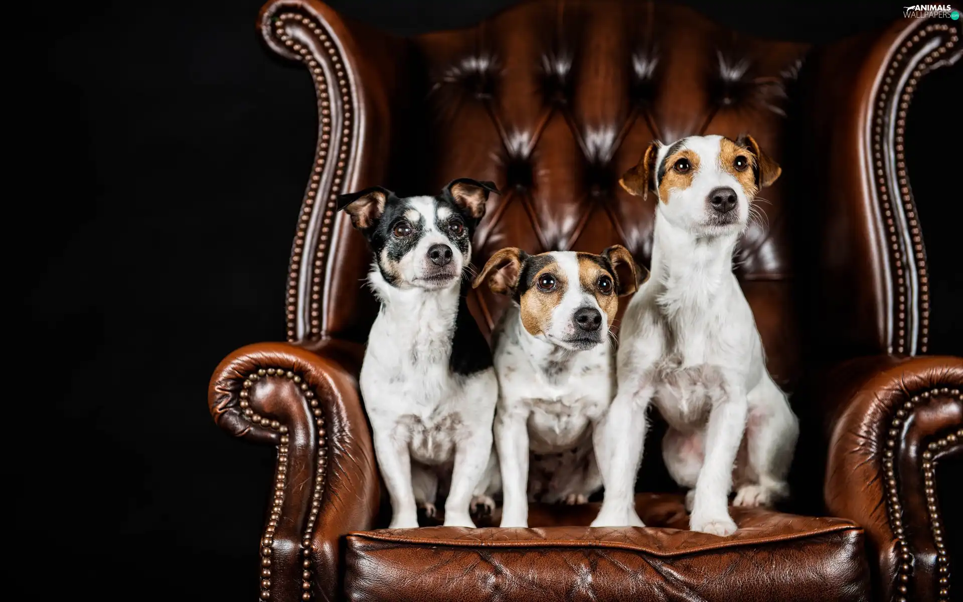 Three, Jack Russell Terrier, Armchair, Dogs