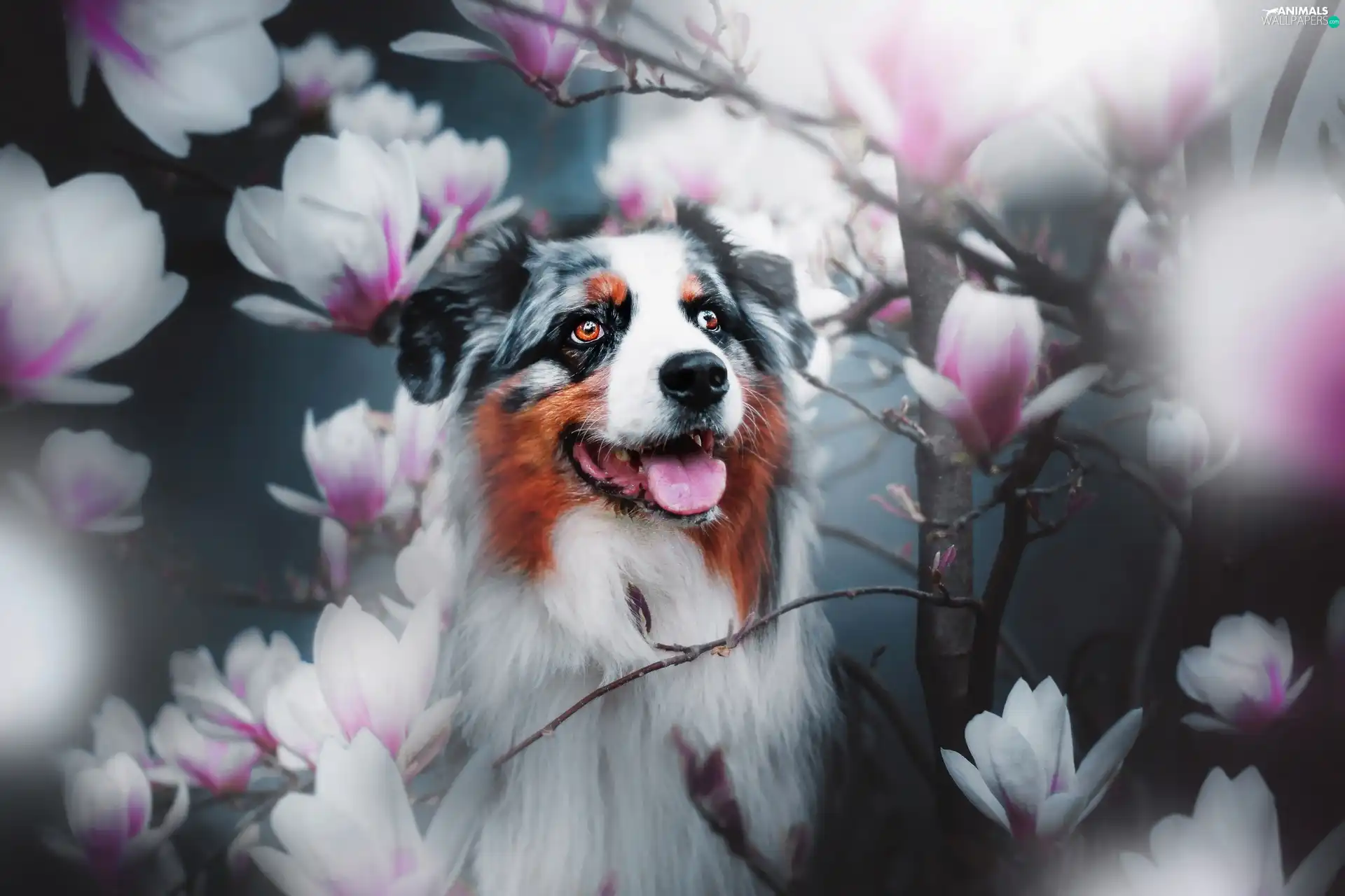 Magnolias, dog, Australian Shepherd