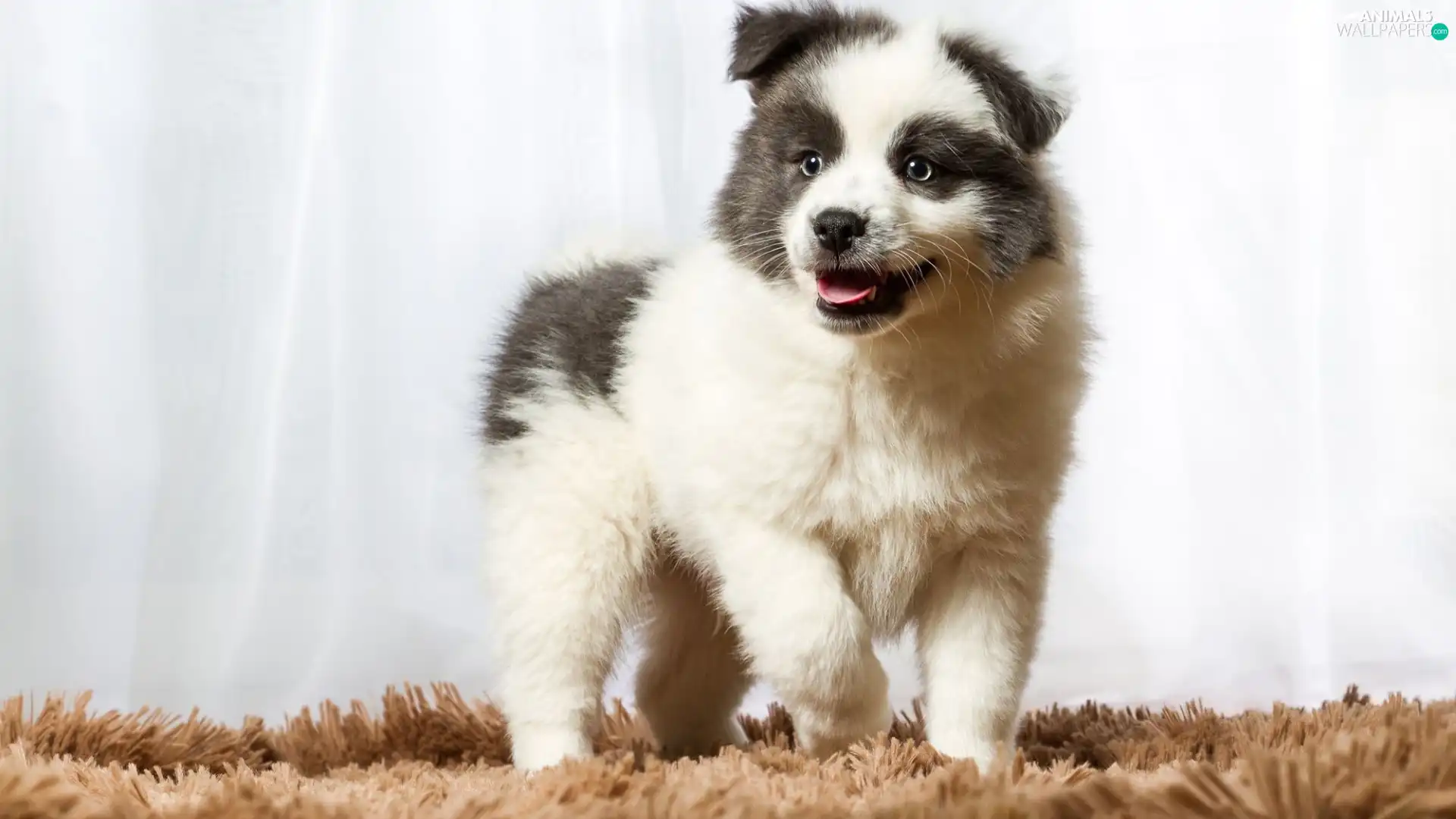 Puppy, Australian Shepherd, carpet, dog