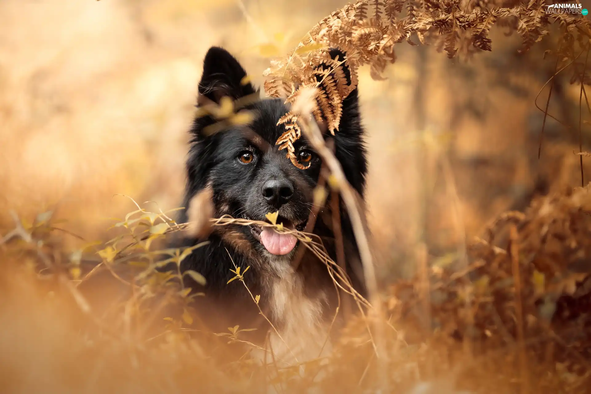 autumn, dog, fern