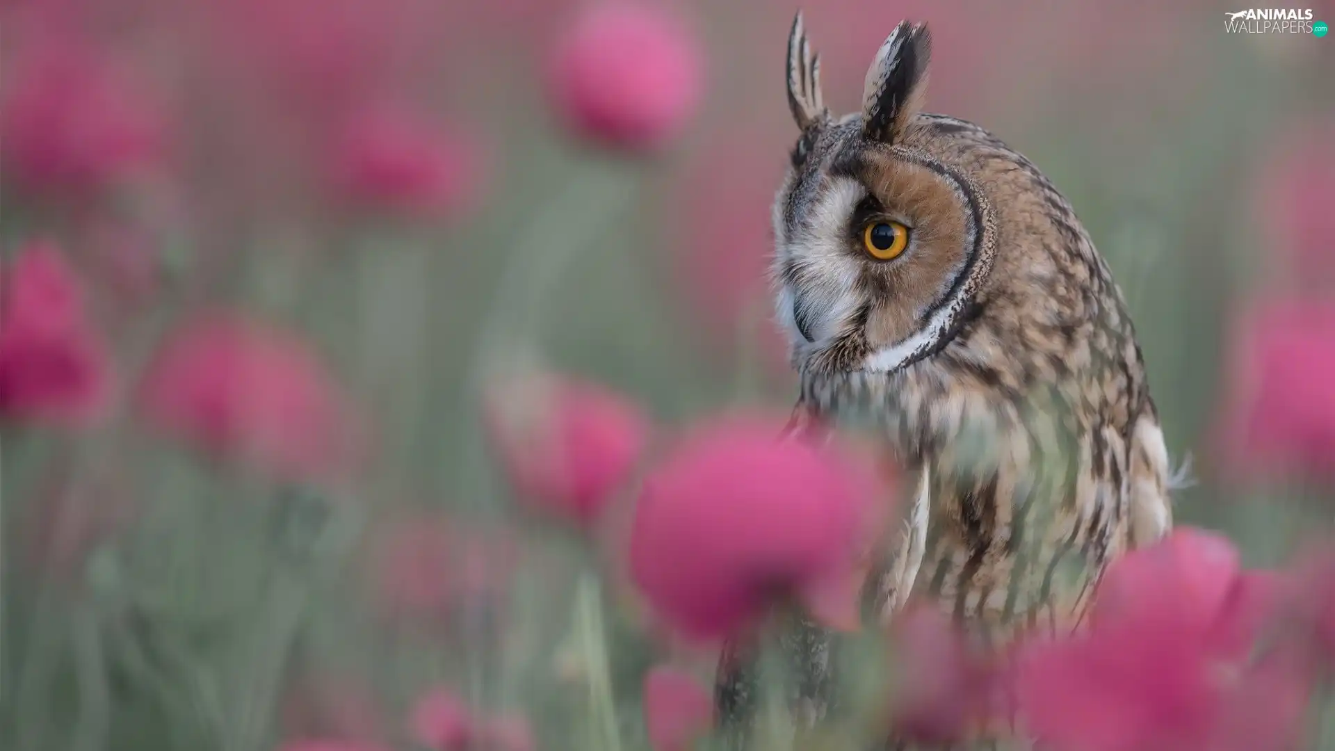 blurry background, Bird, Owl Ear
