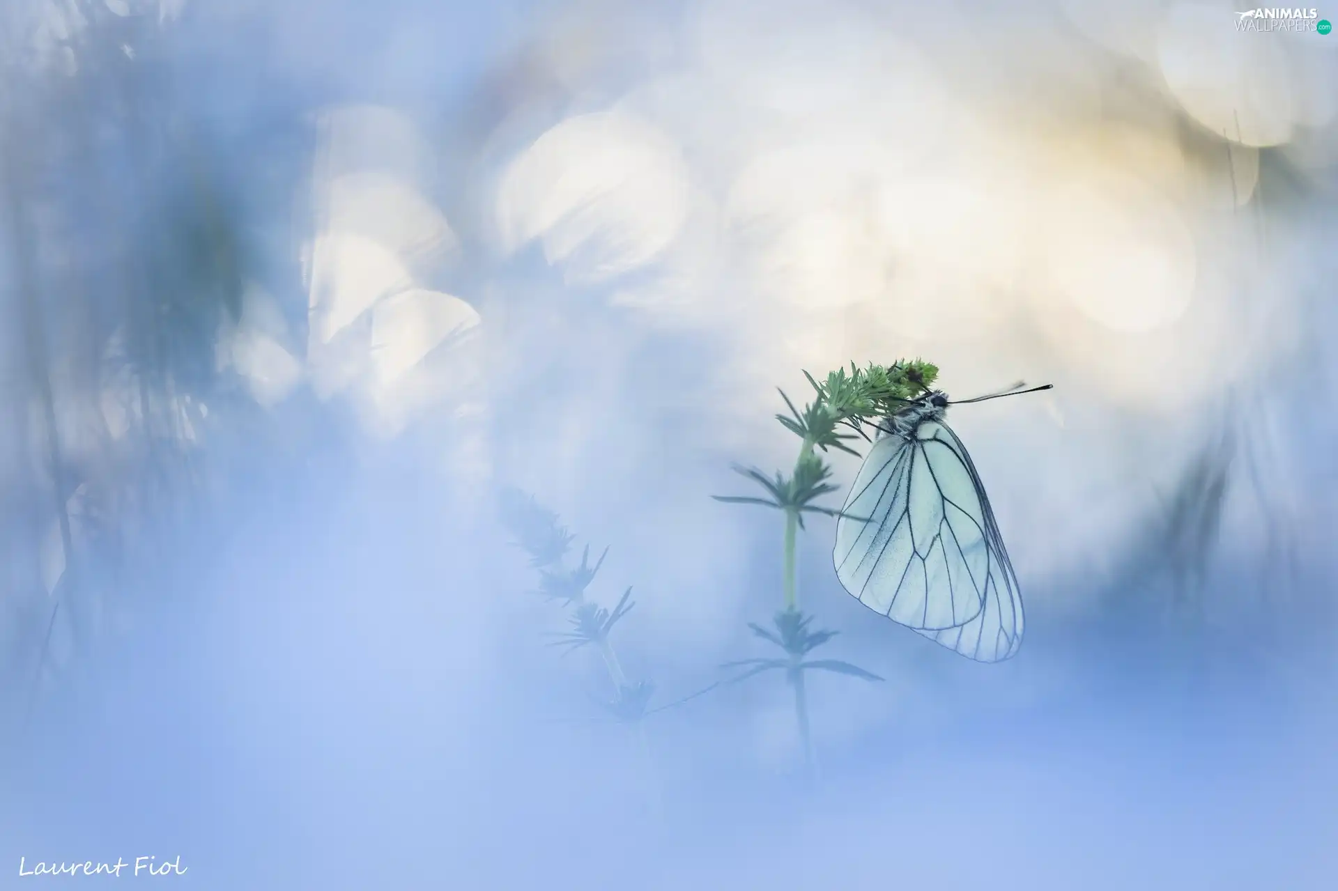 butterfly, plant, blurry background, Black-veined White