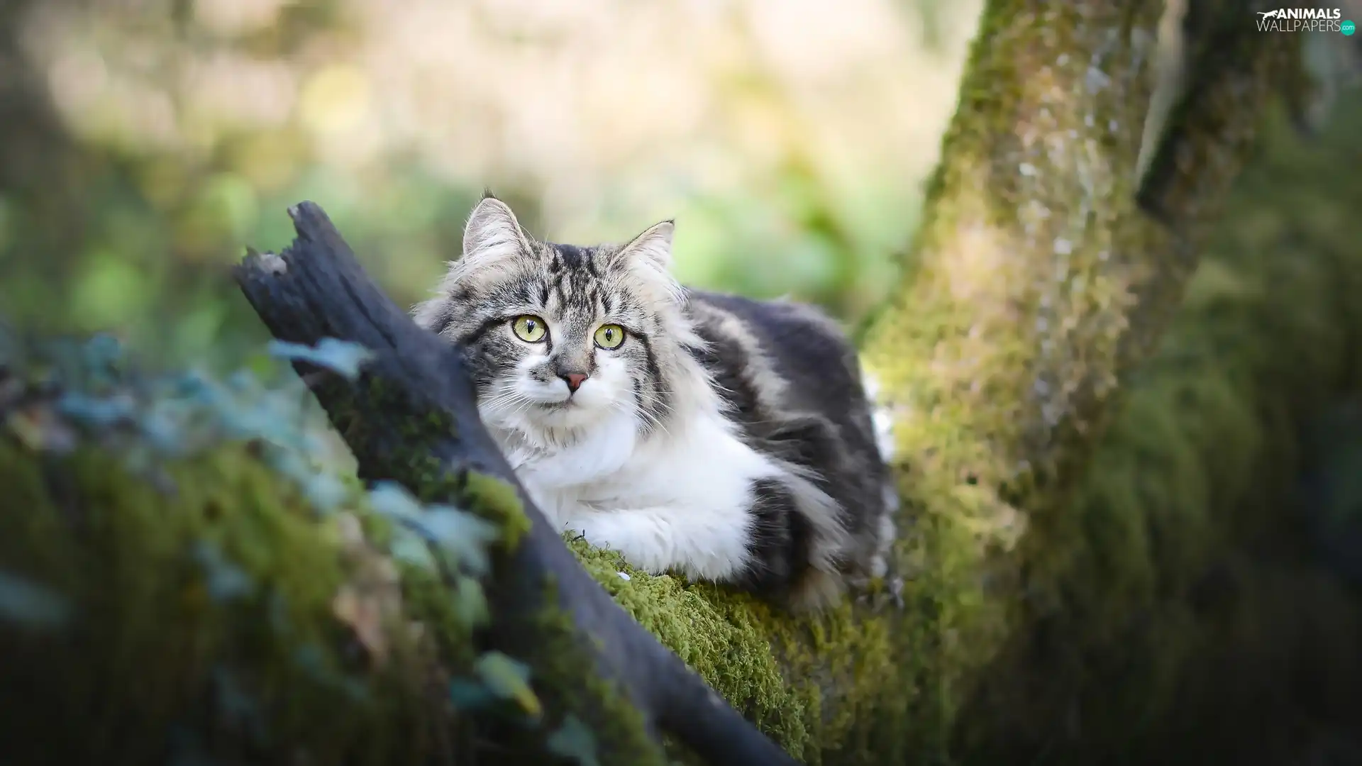 cat, fuzzy, background, trees