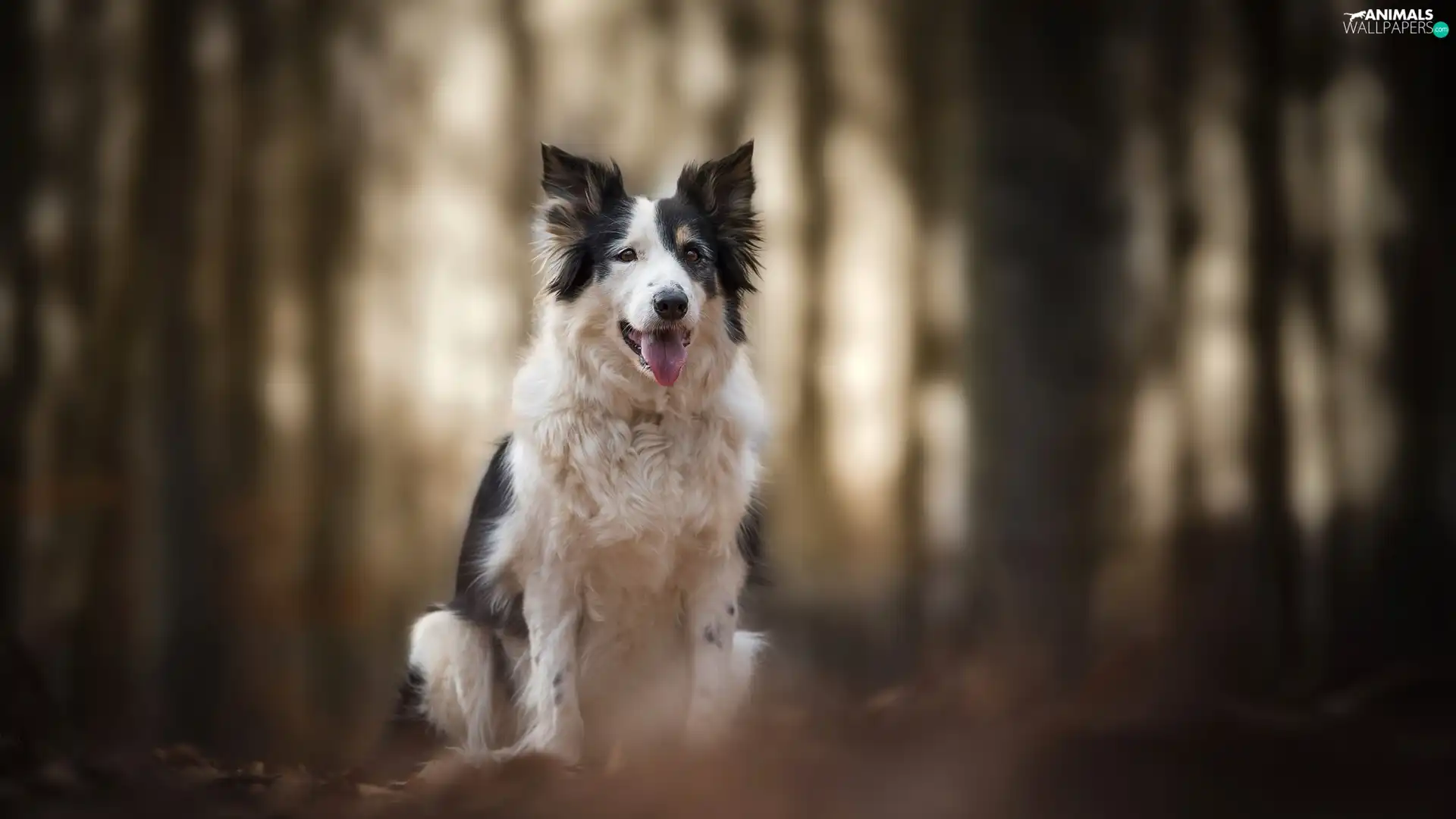muzzle, dog, fuzzy, background, tongue, Border Collie