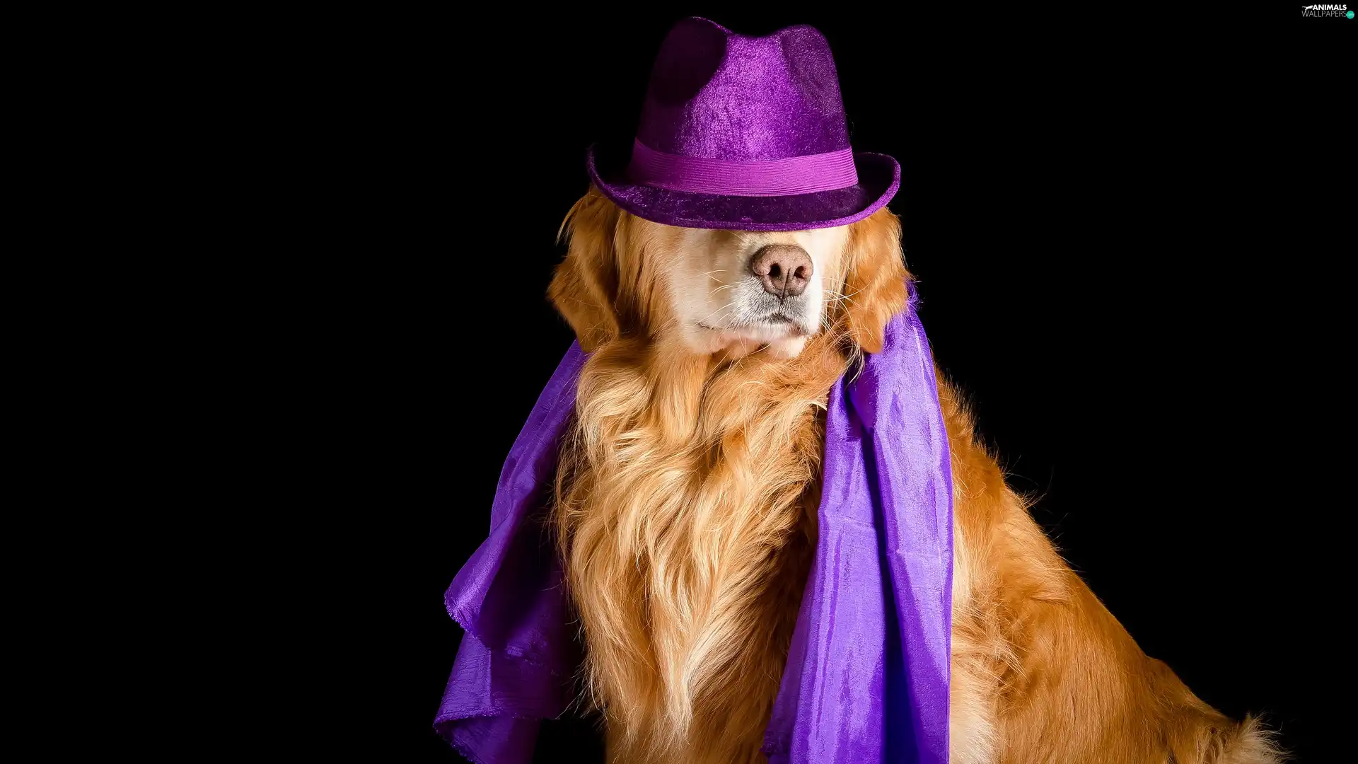 Hat, Golden Retriever, dark, Violet, dog, apatite, background