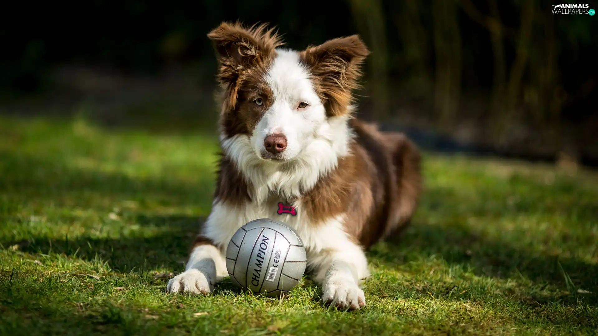 dog, Ball, grass, Border Collie