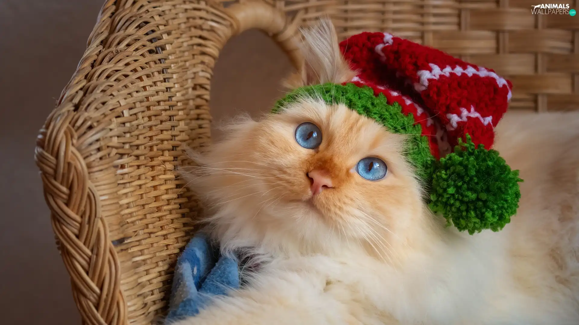 Blue, cat, wicker, basket, Eyes, Hat