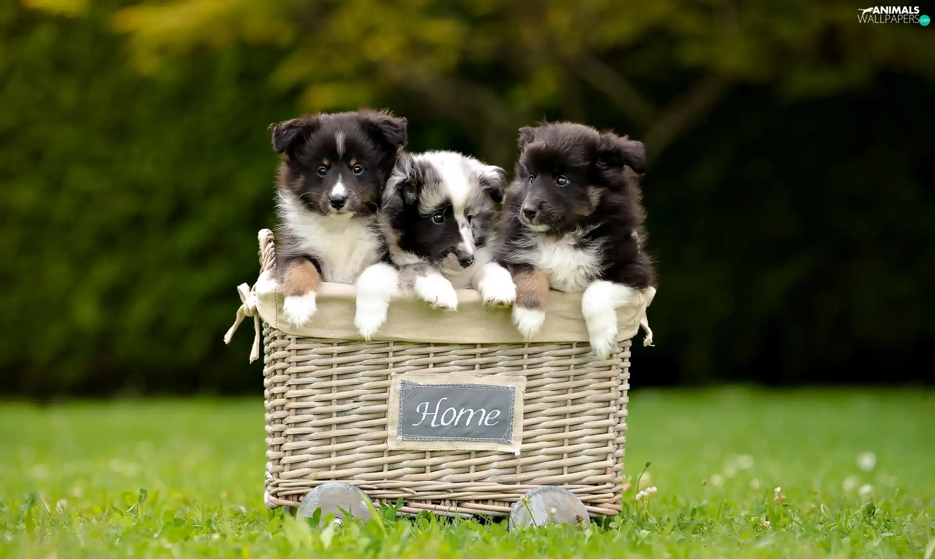Three, Shetland Sheepdogs, basket, puppies