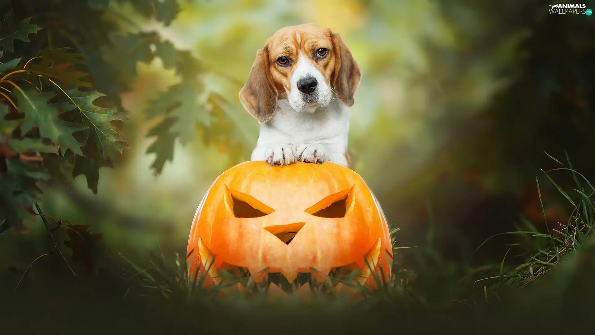 dog, pumpkin, halloween, Beagle
