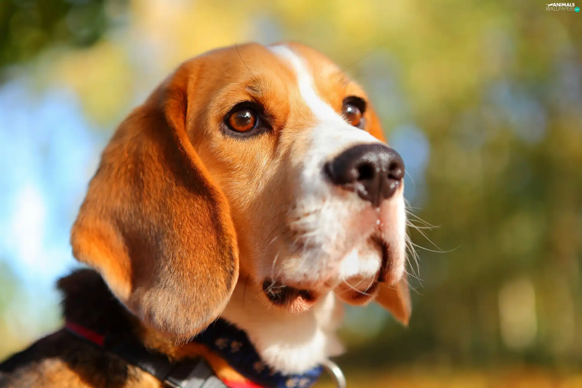 The look, dog, Beagle