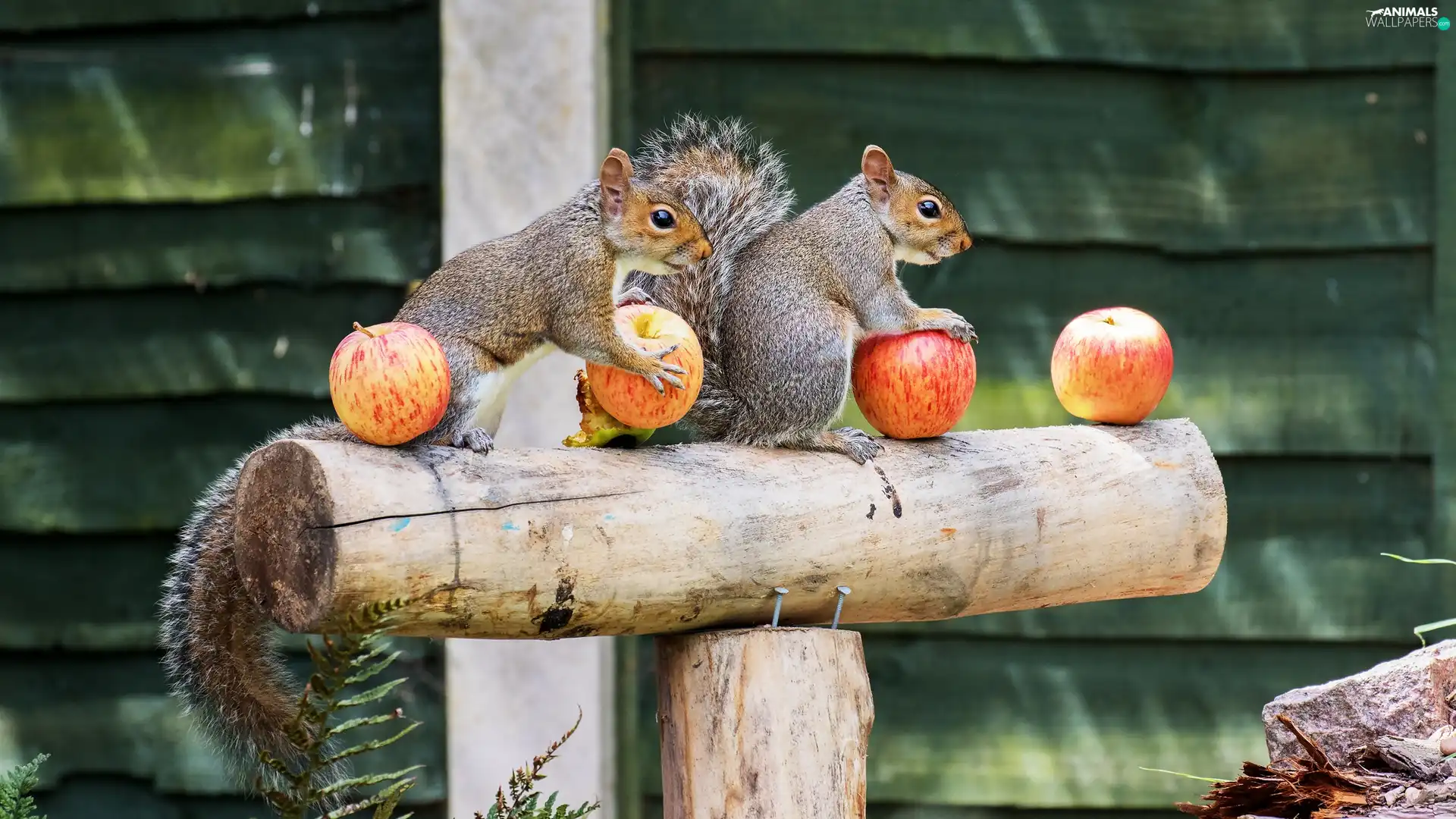 beam, squirrels, apples