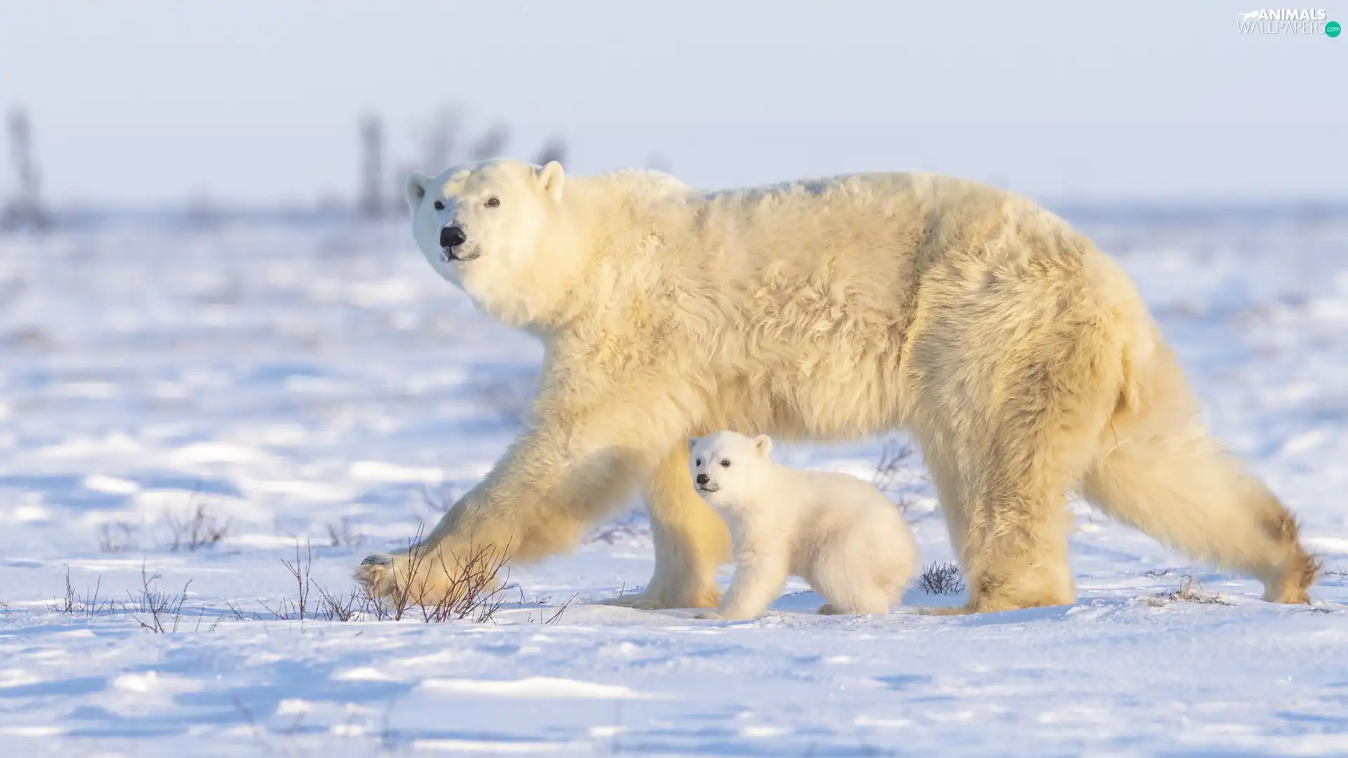 Polar Bears, little bear, she-bear, small