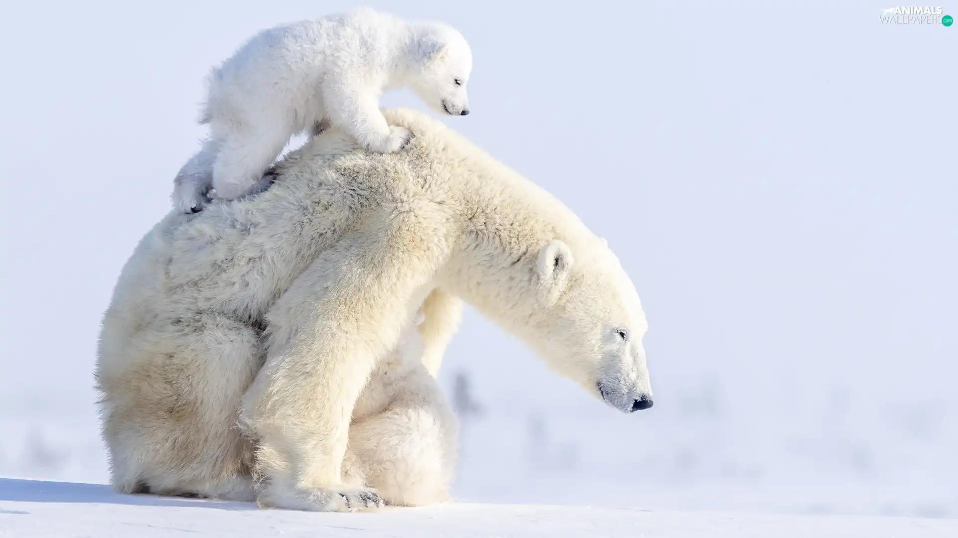 Polar Bears, little bear
