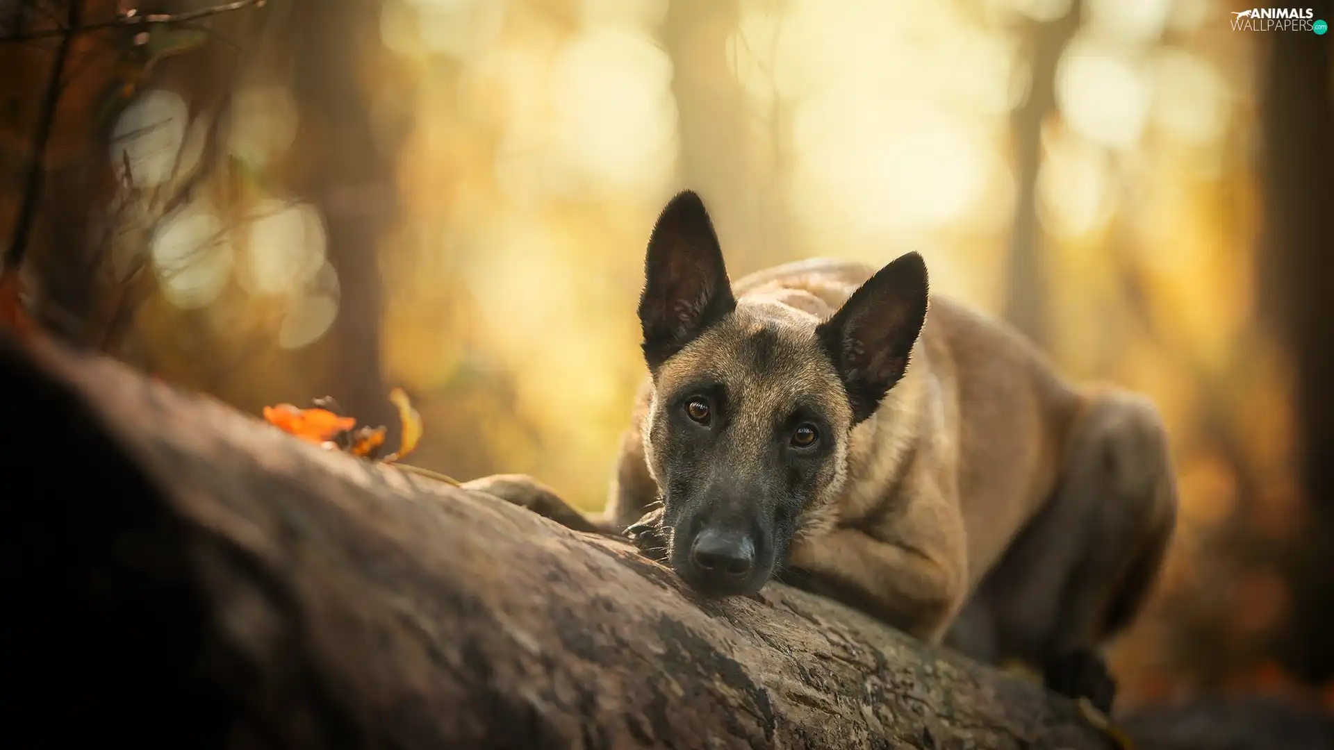 log, dog, Belgian Shepherd Malinois