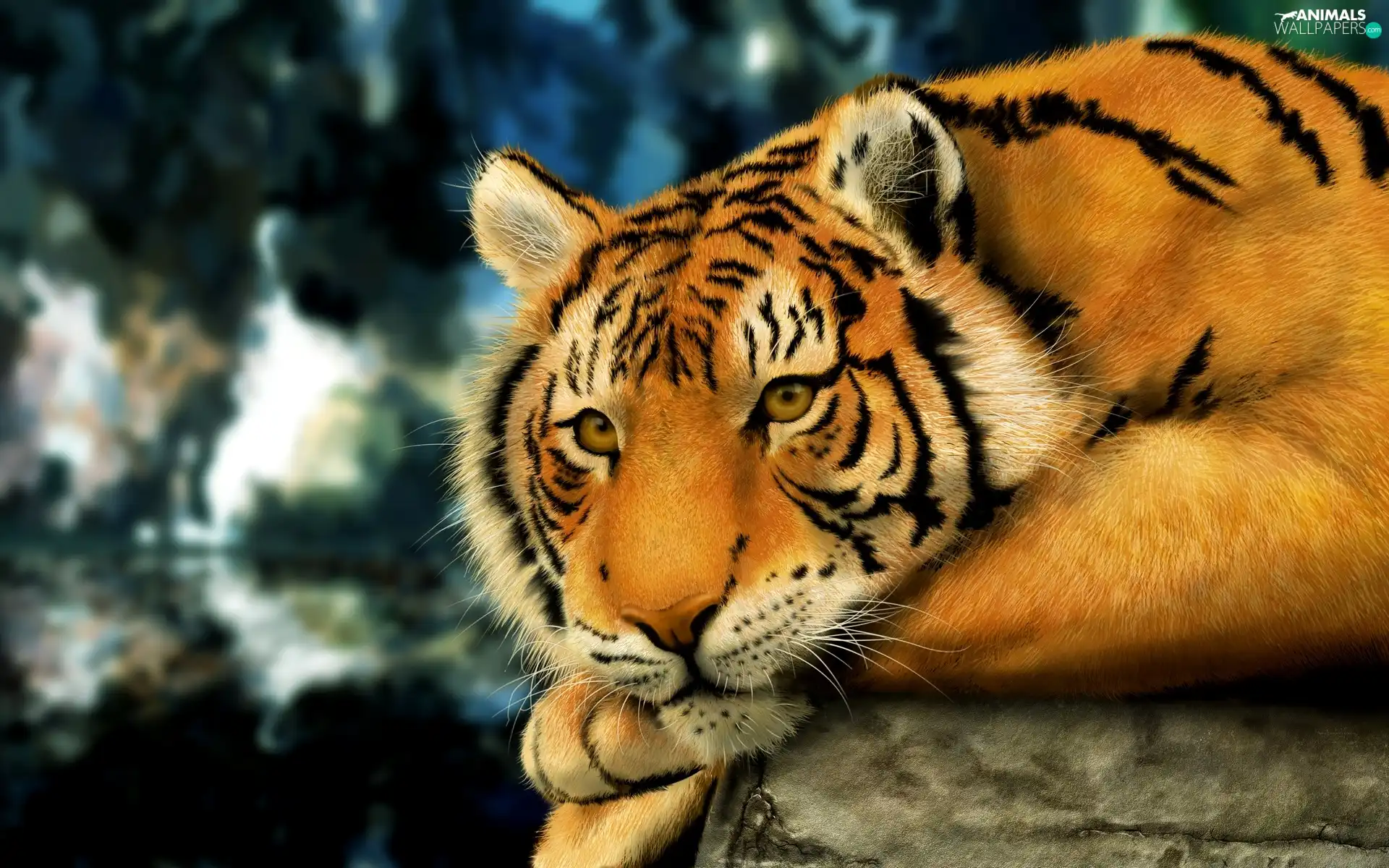 tiger, bengal