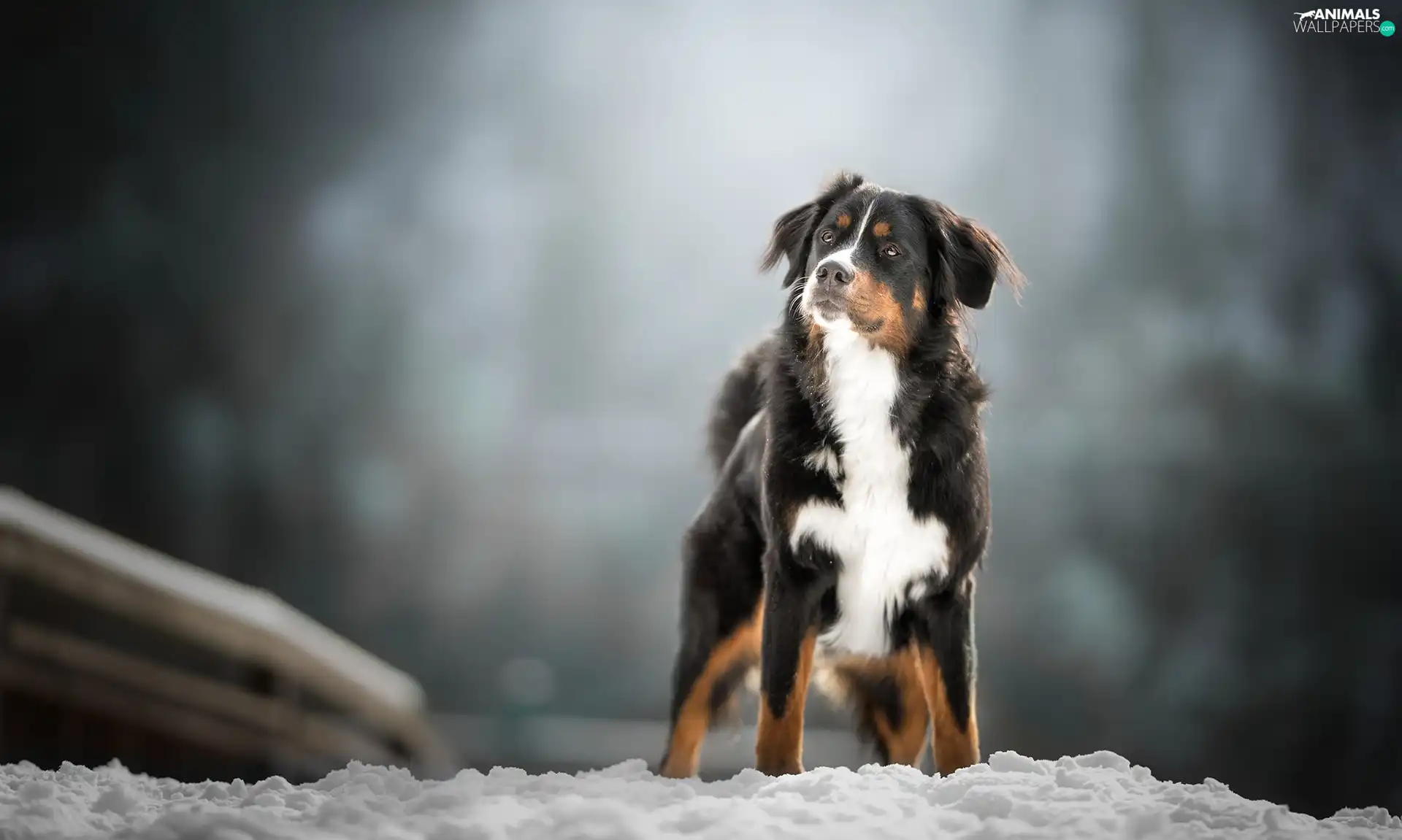 figure, Bernese Mountain Dog, snow