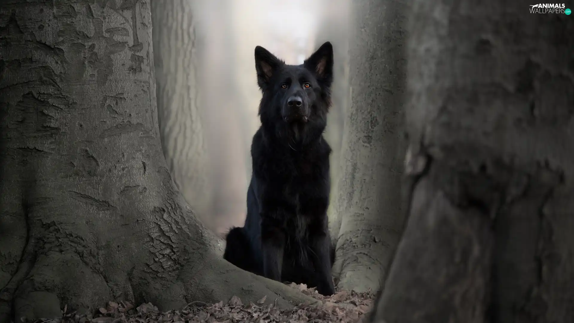 dog, trees, viewes, Black German Shepherd Dog