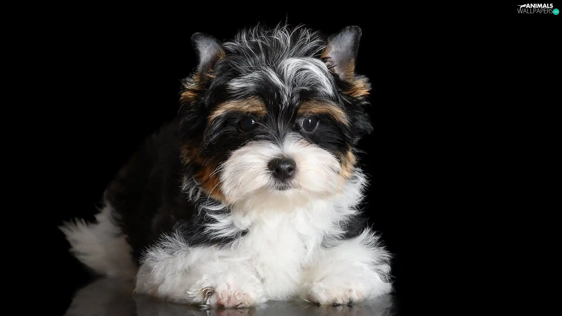 Yorkshire Terrier, Puppy, black and white