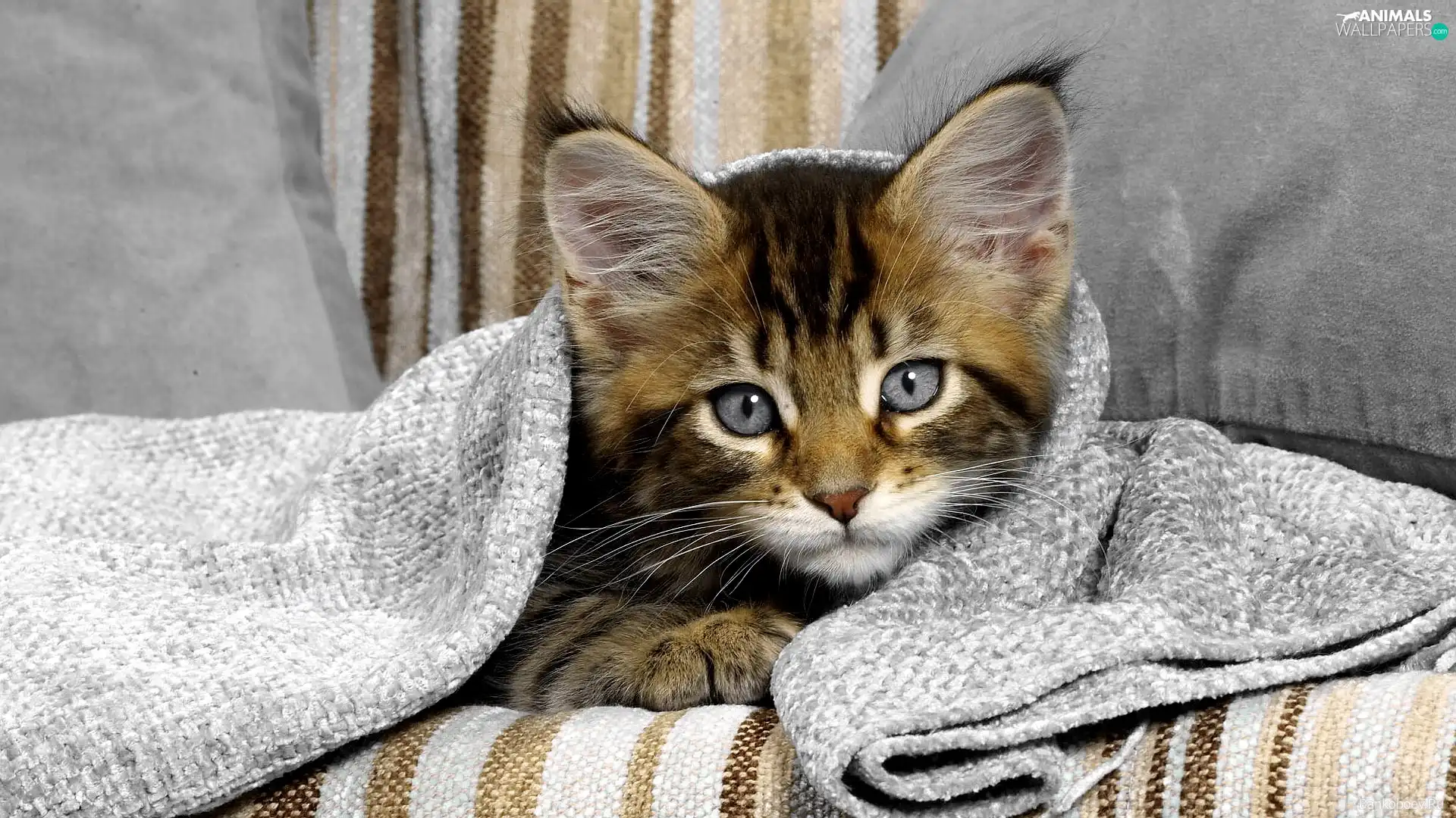 Blanket, cat, cover