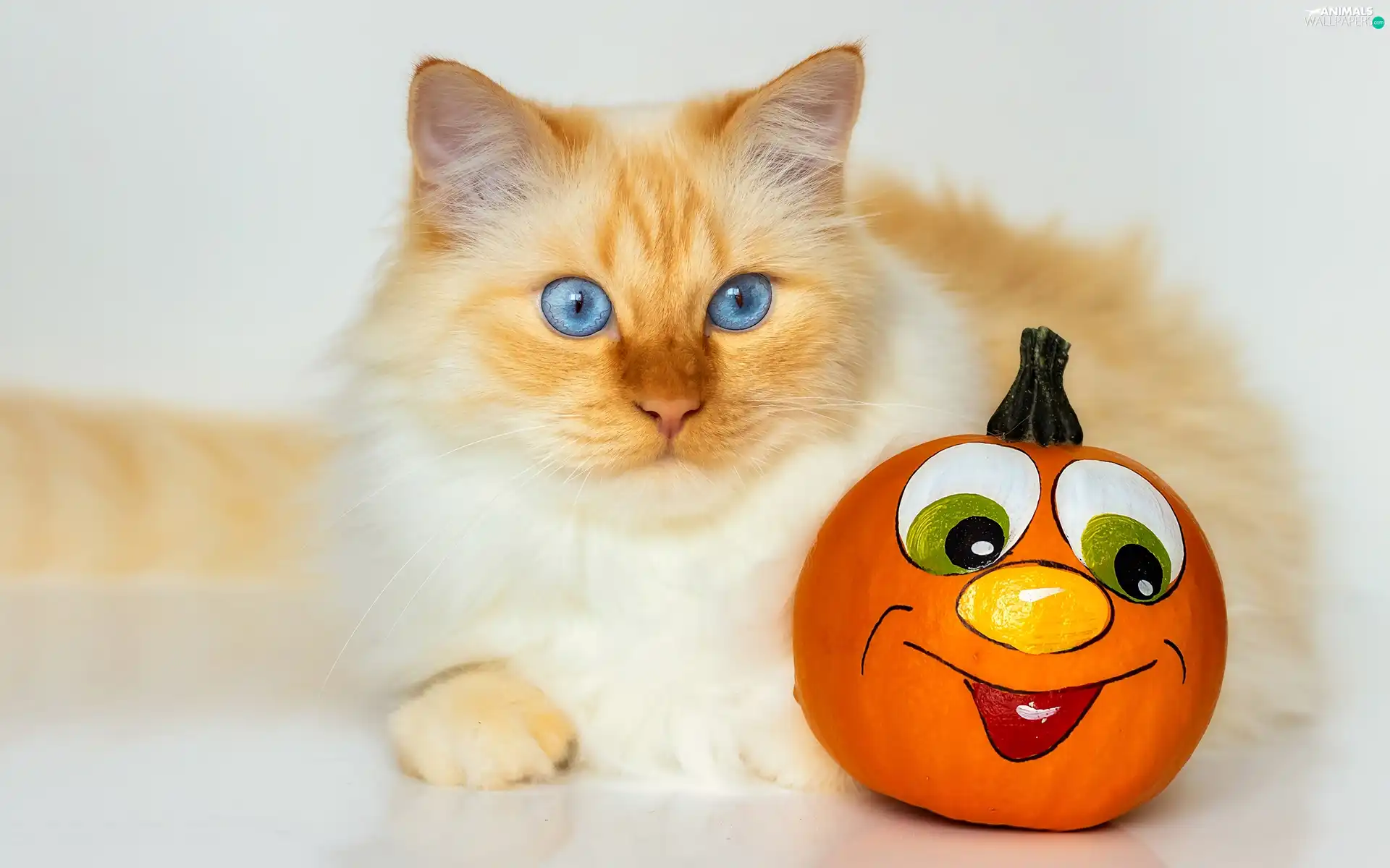 cat, Eyes, pumpkin, Blue
