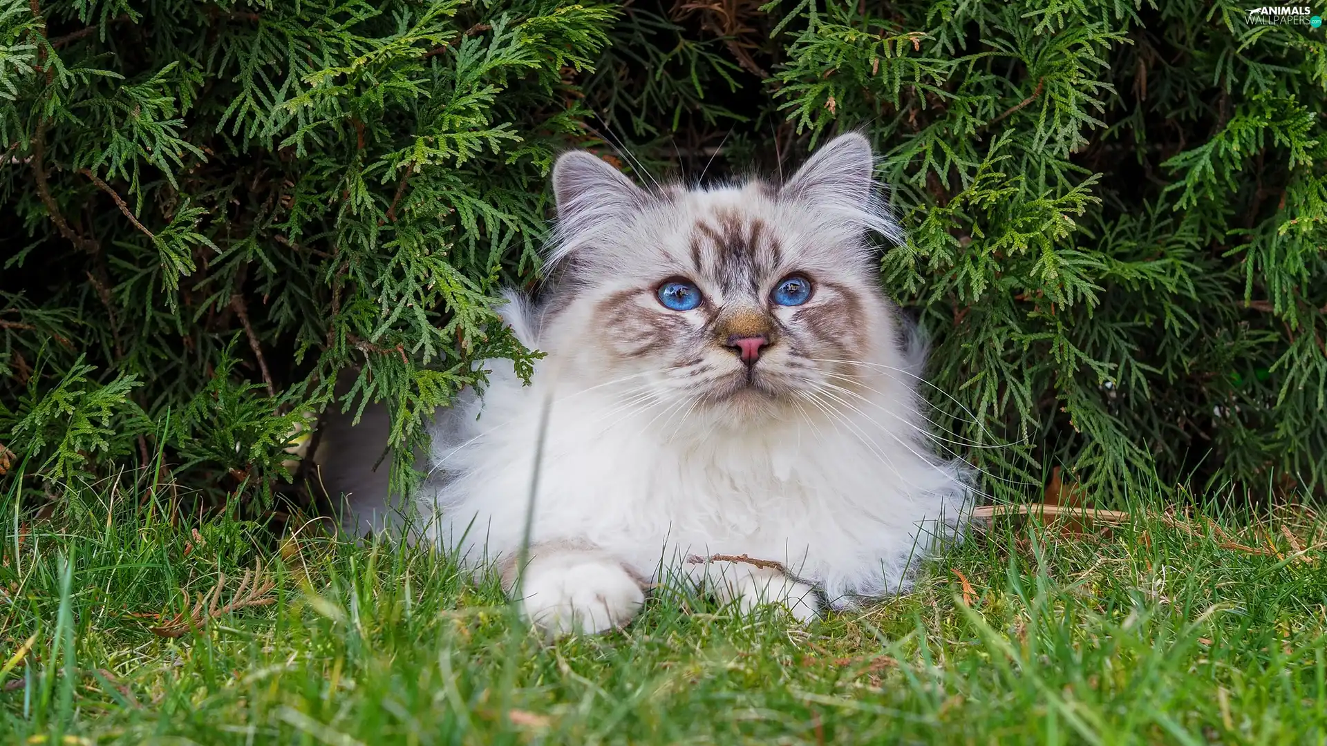 grass, green, Ragdoll, Blue Eyed, cat