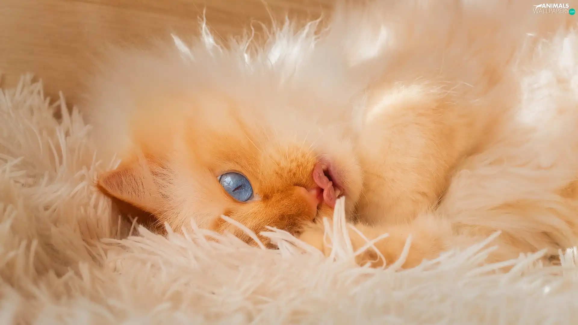 Tounge, coverlet, Reddish, Blue Eyed, cat