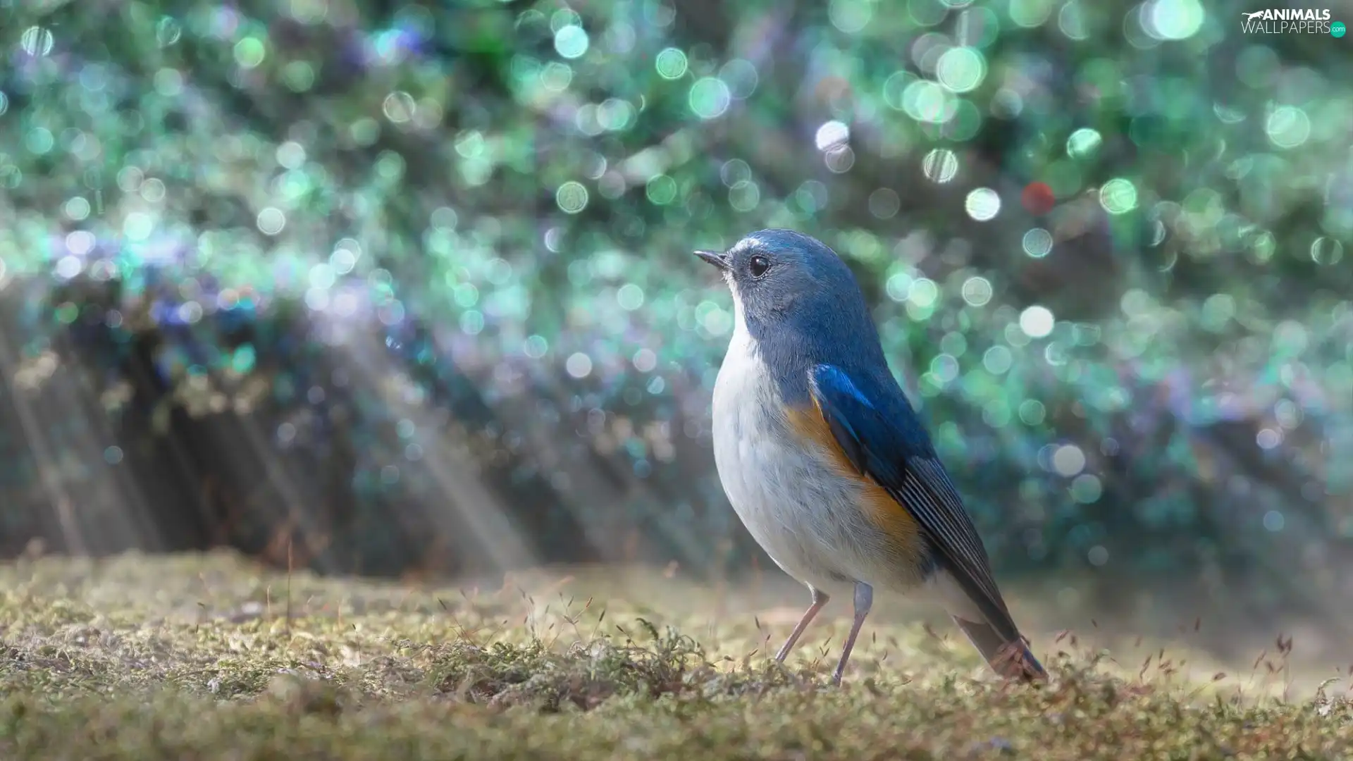 light breaking through sky, Bird, Red-flanked Bluetail