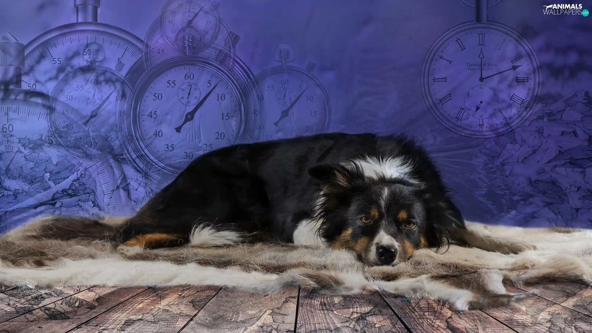 lying, Border Collie, clocks, dog