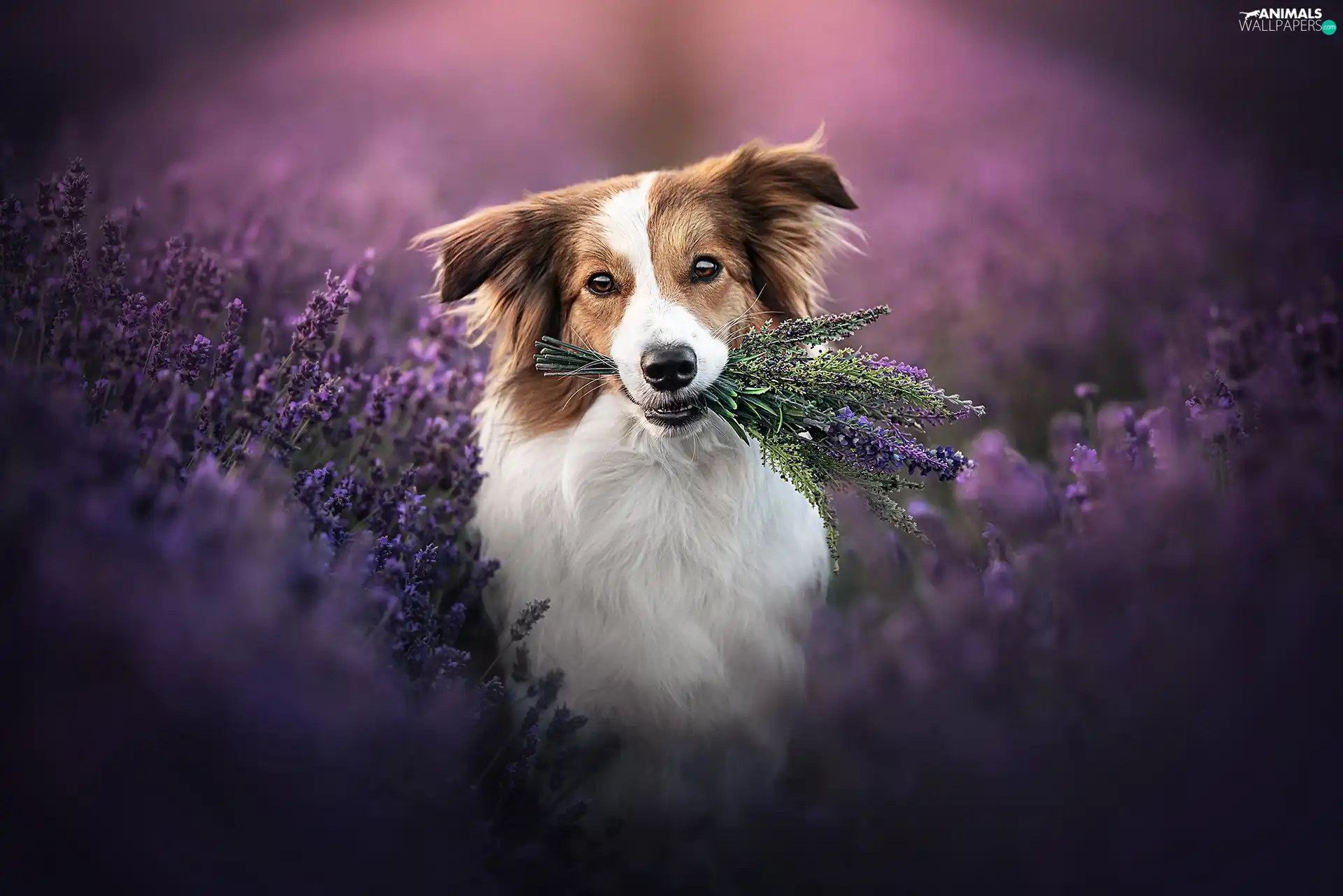Flowers, Border Collie, lavender, dog