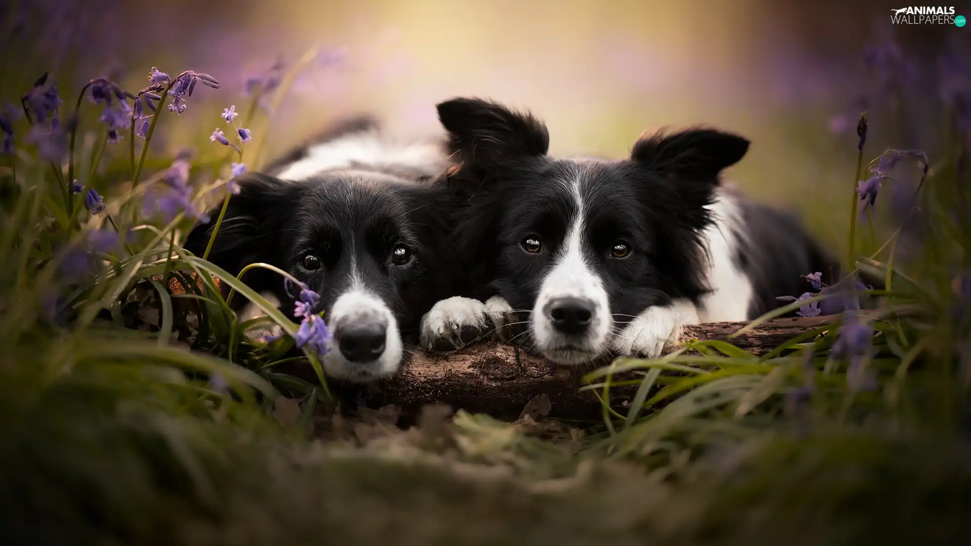 Two cars, Dogs, Border Collie, White-Black