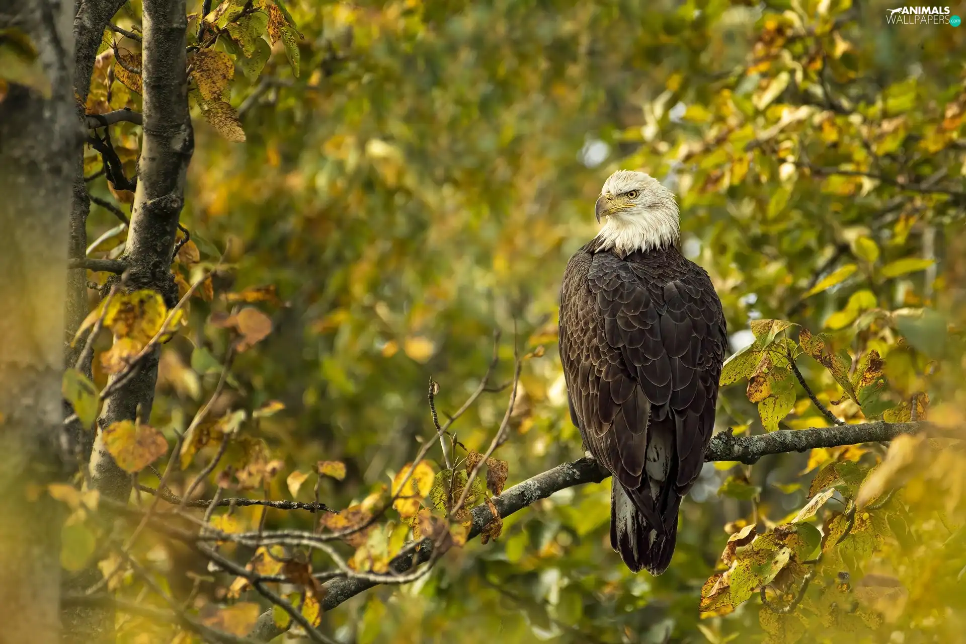 American Bald Eagle, branch pics, Leaf, Bird