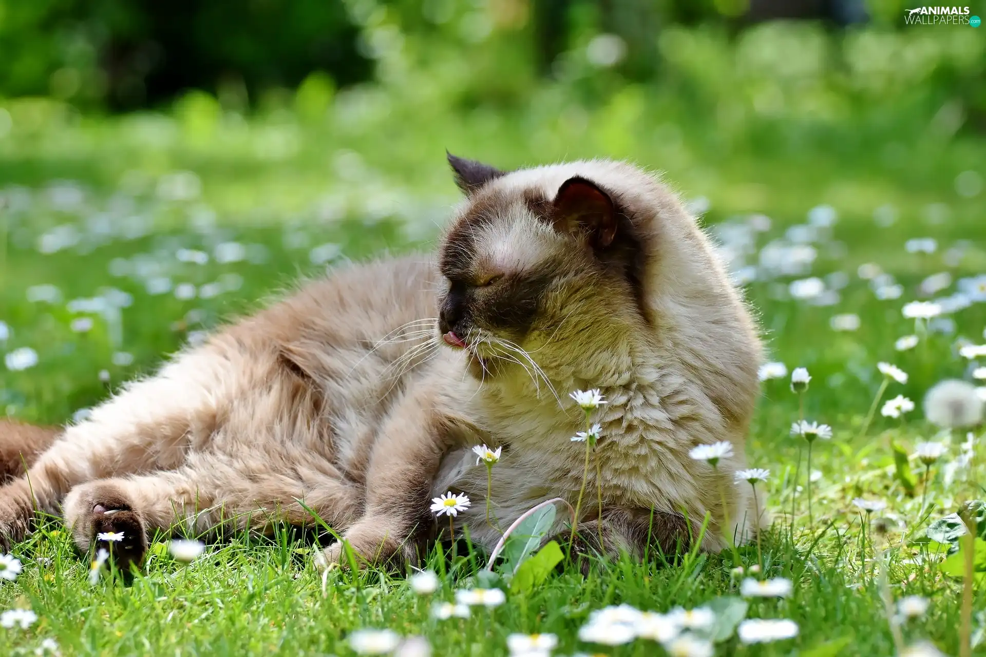 daisies, British Shorthair Cat, Flowers