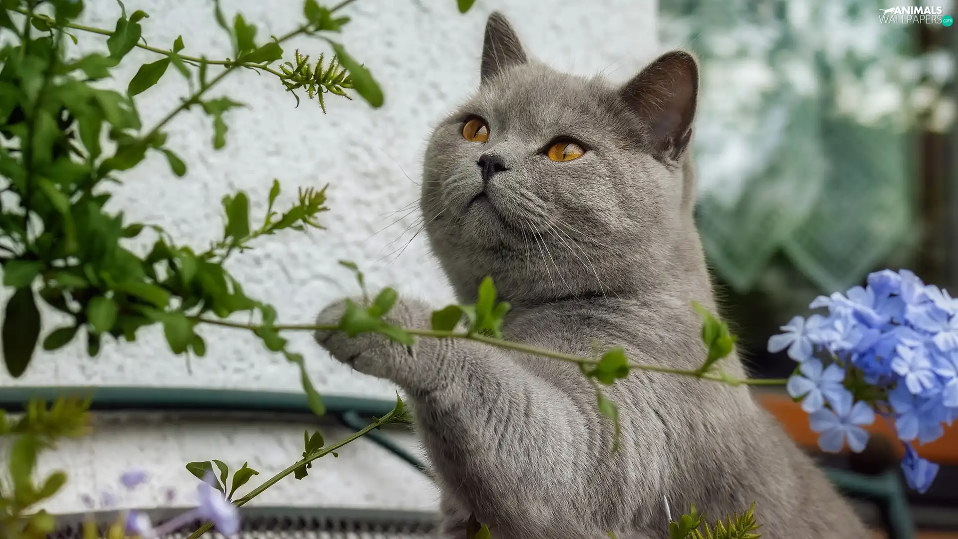 Flowers, British Shorthair Cat, Twigs