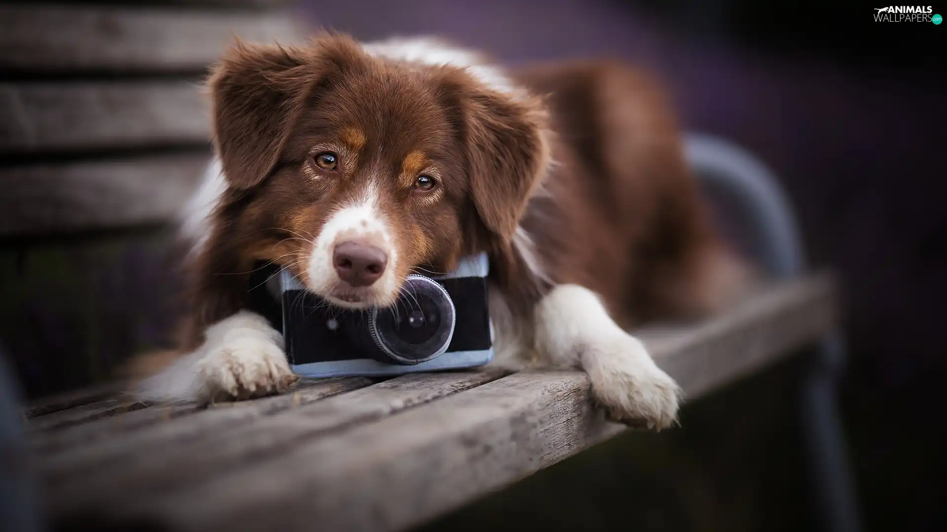 dog, Camera, Bench, Australian Shepherd