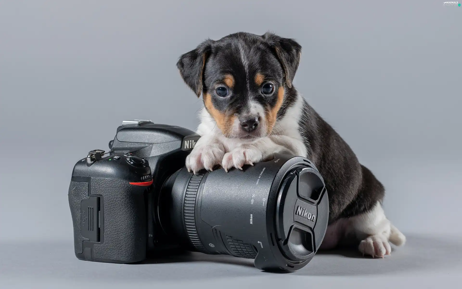Camera, dog, Puppy