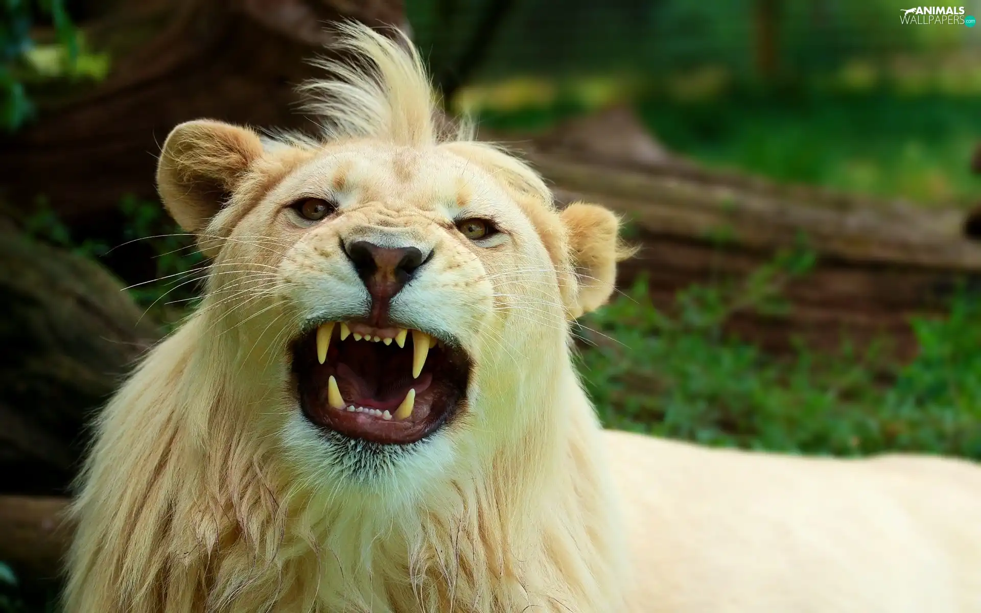 White, bangs, canines, Lion