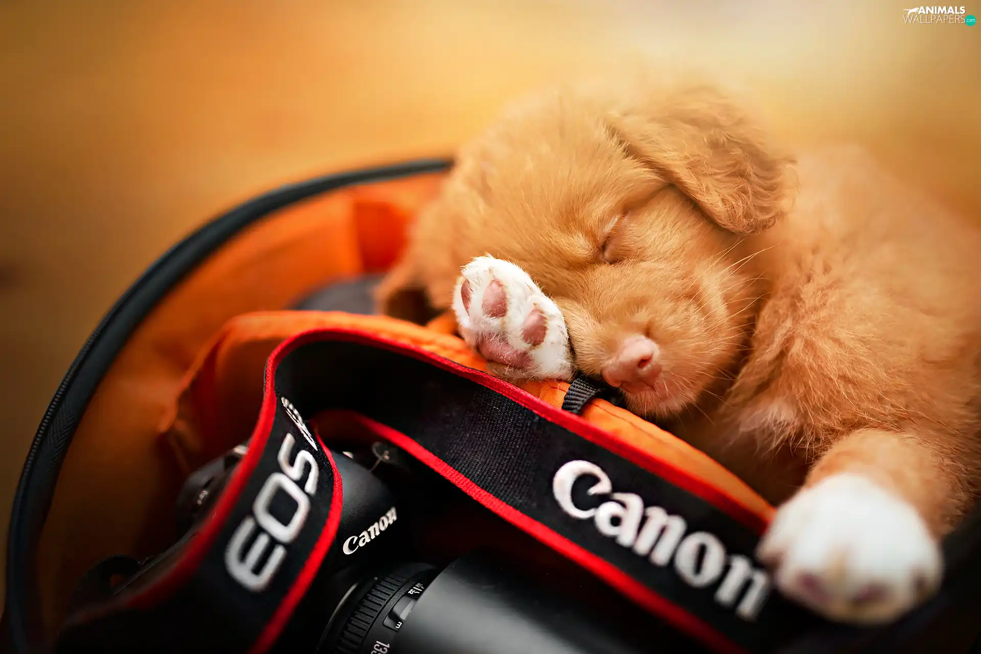 sleepy, Camera, Canon, Puppy