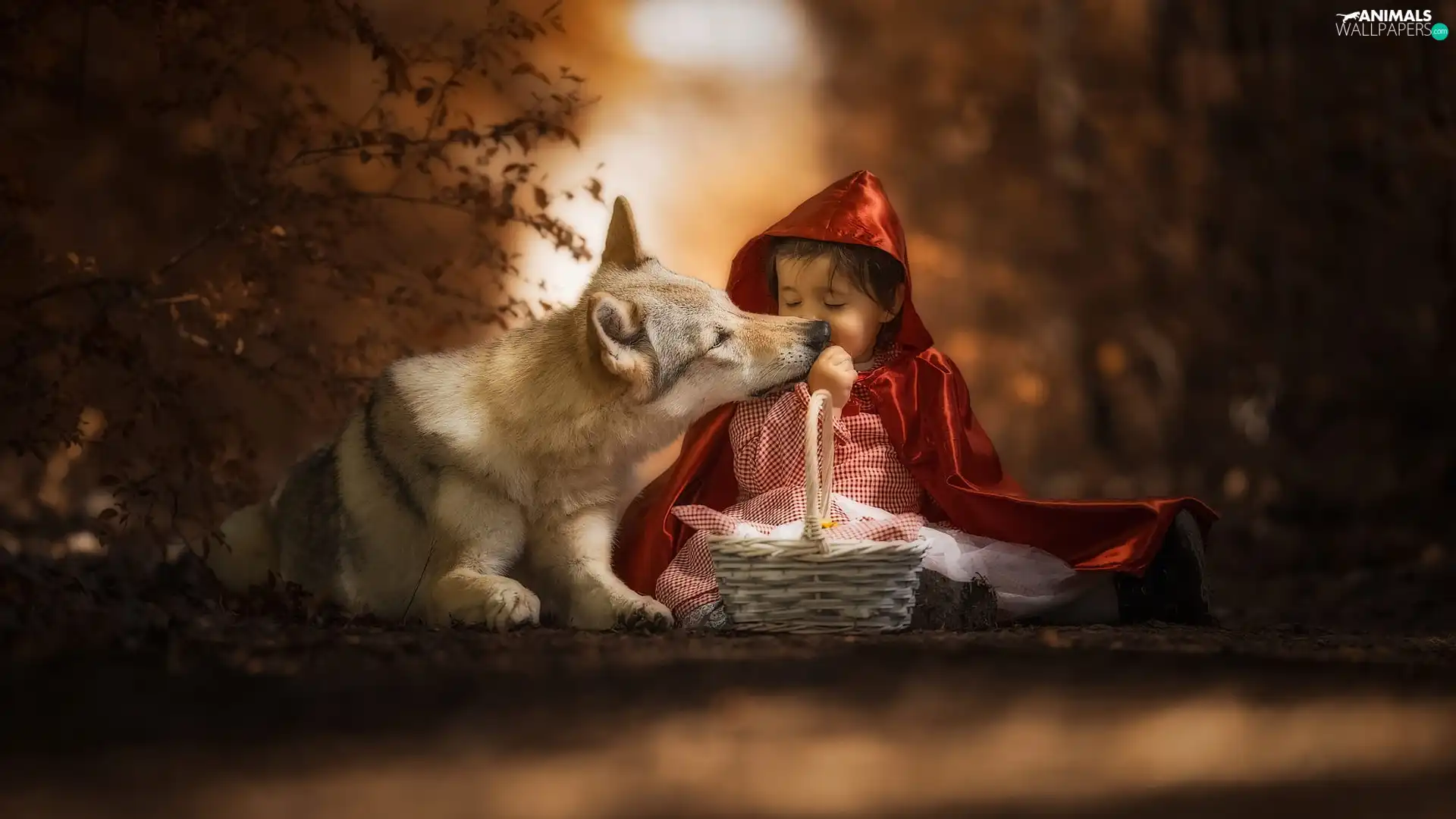 cape, girl, dog, red hot, Kid, Red hood, Czechoslovakian Wolfdog