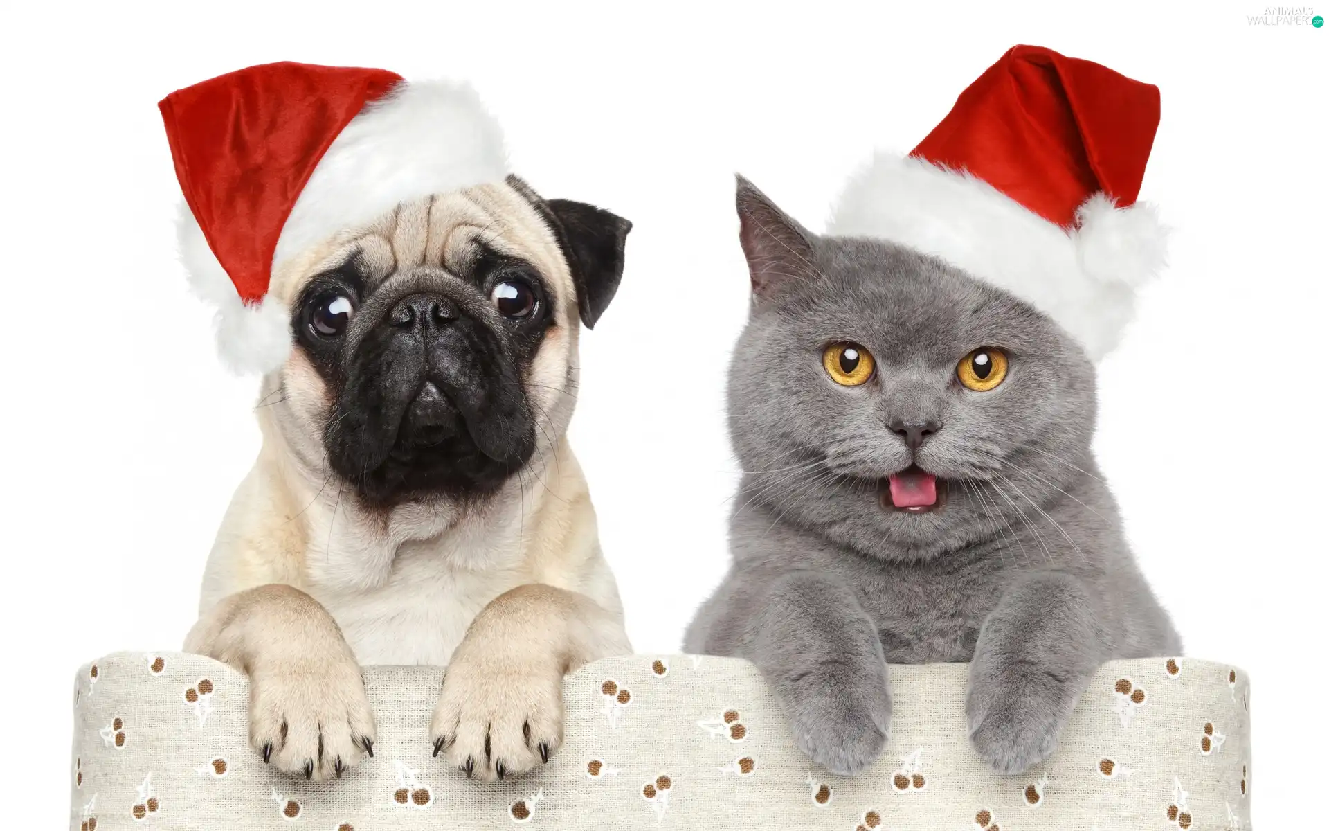dog, Christmas, caps, cat