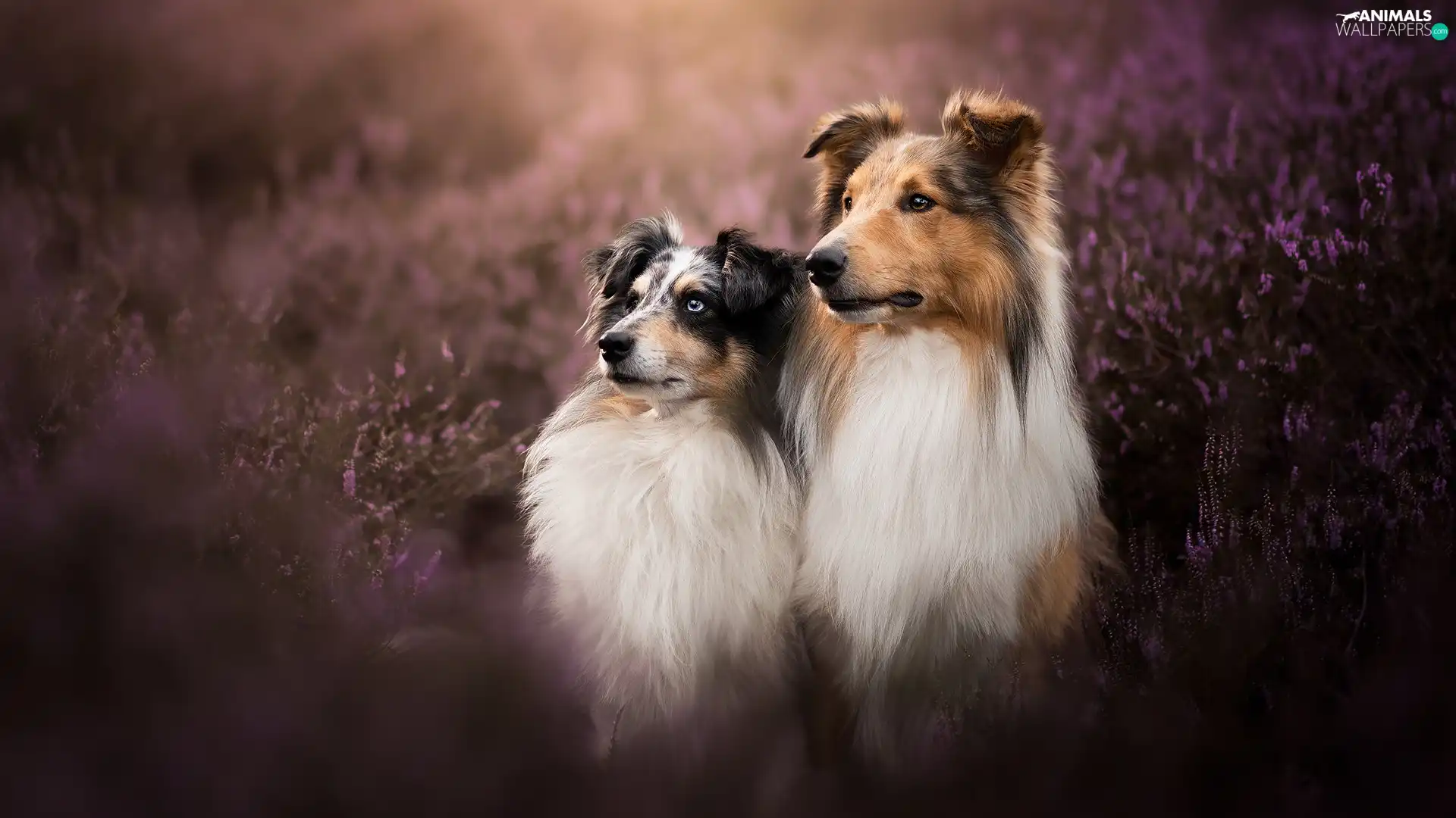 Collie rough, heathers, Dogs, shetland Sheepdog, Two cars