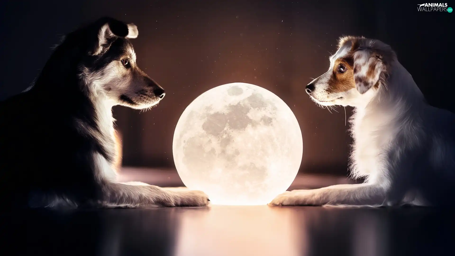Two cars, moon, Orb, Dogs