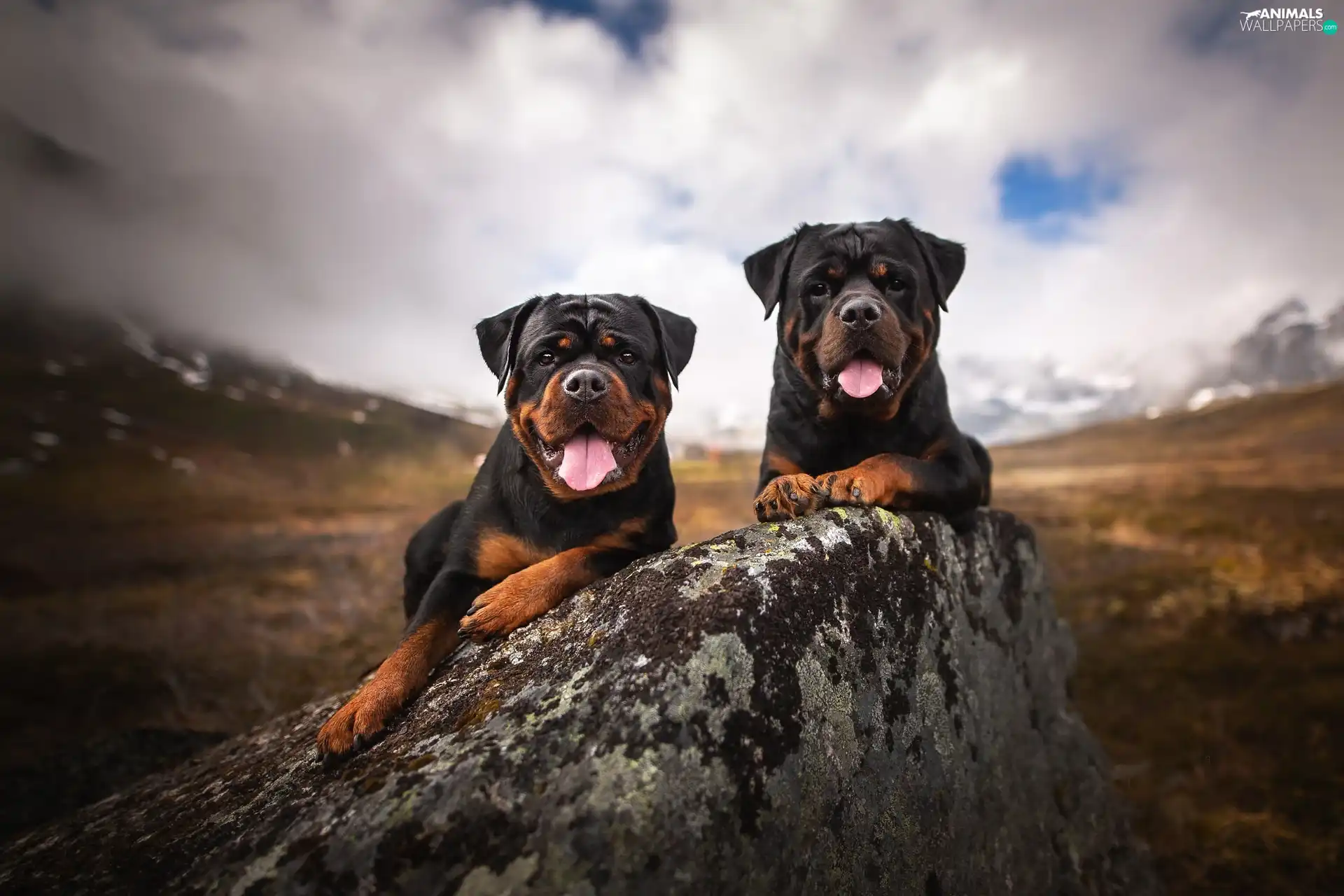 Two cars, Rottweilers, Stone, Dogs