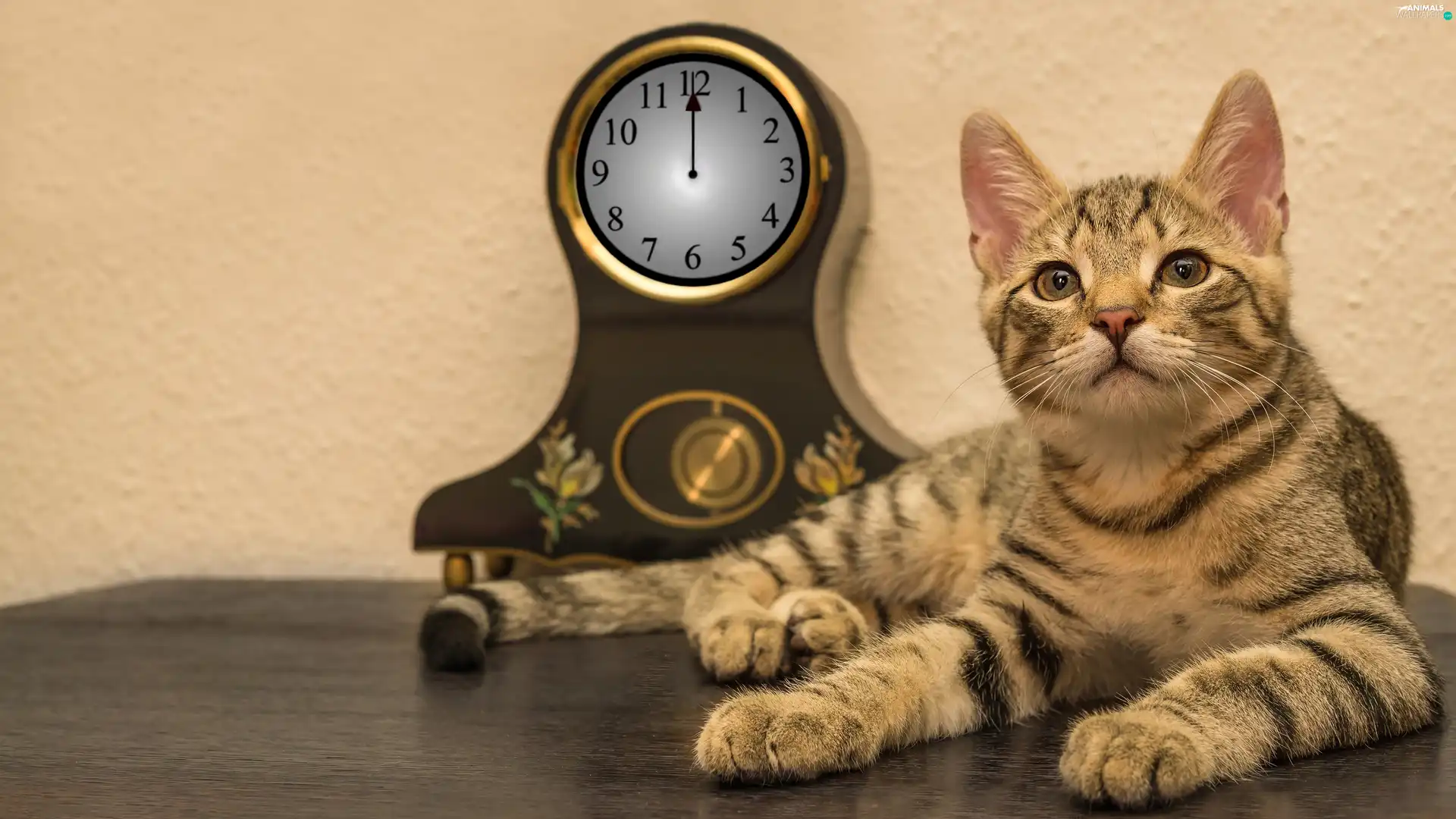cat, Standing Clock