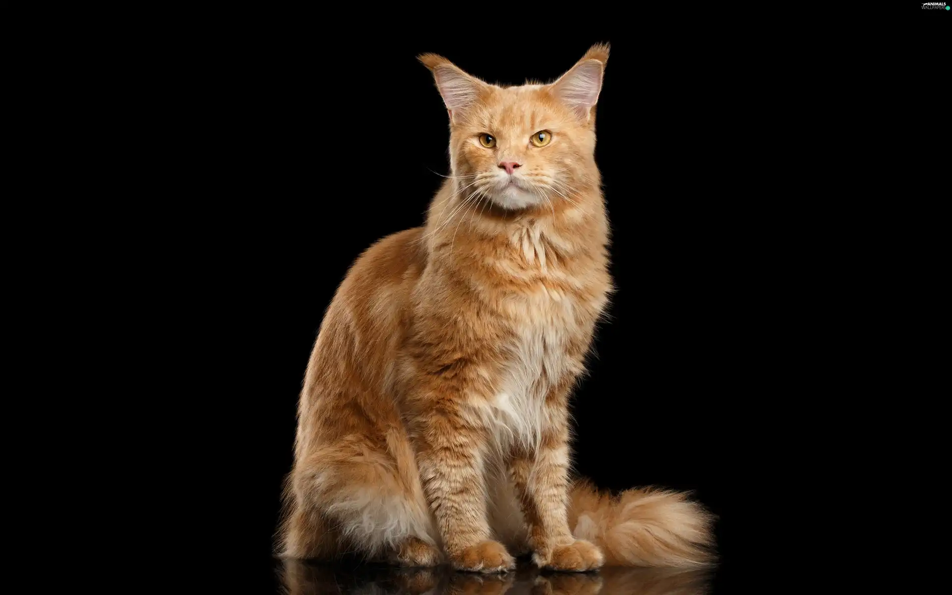 Maine Coon, ginger, cat