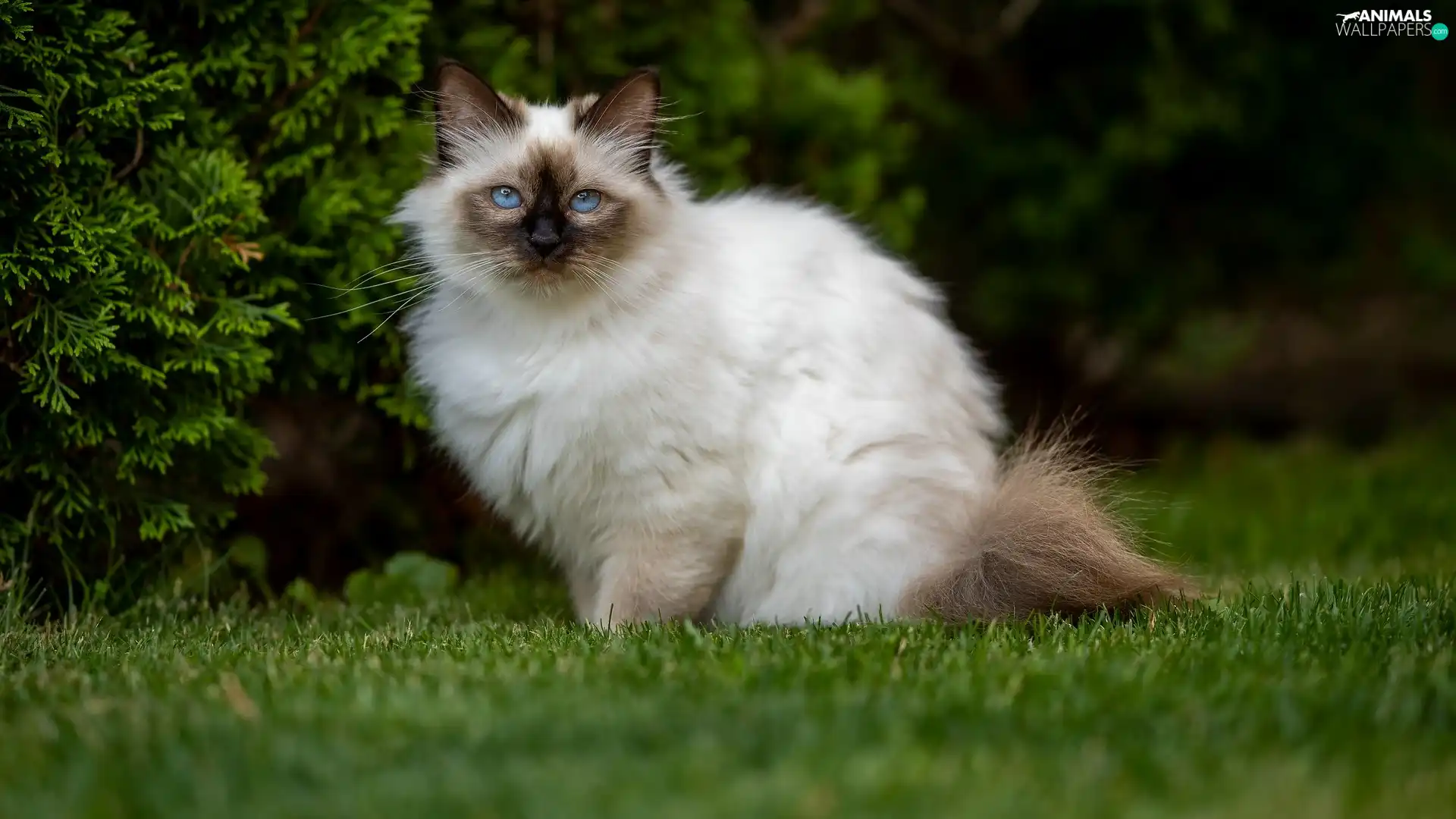 Burmese Cat, Eyes, grass, Blue
