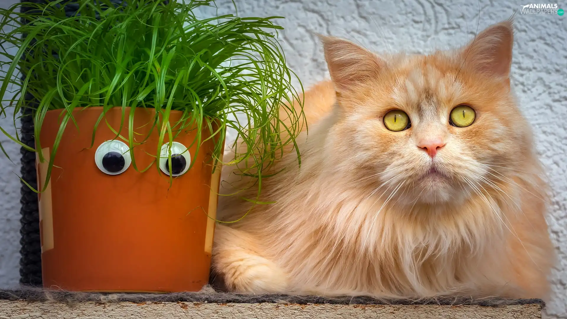 ginger, pot, grass, cat